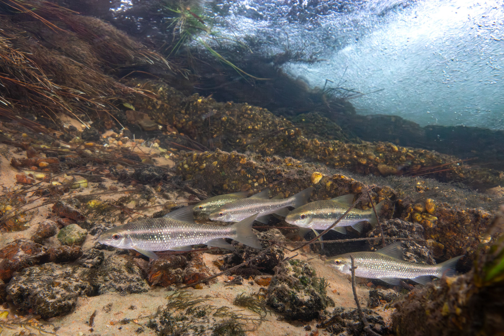 Sharpfin Chubsucker (Erimyzon tenuis)