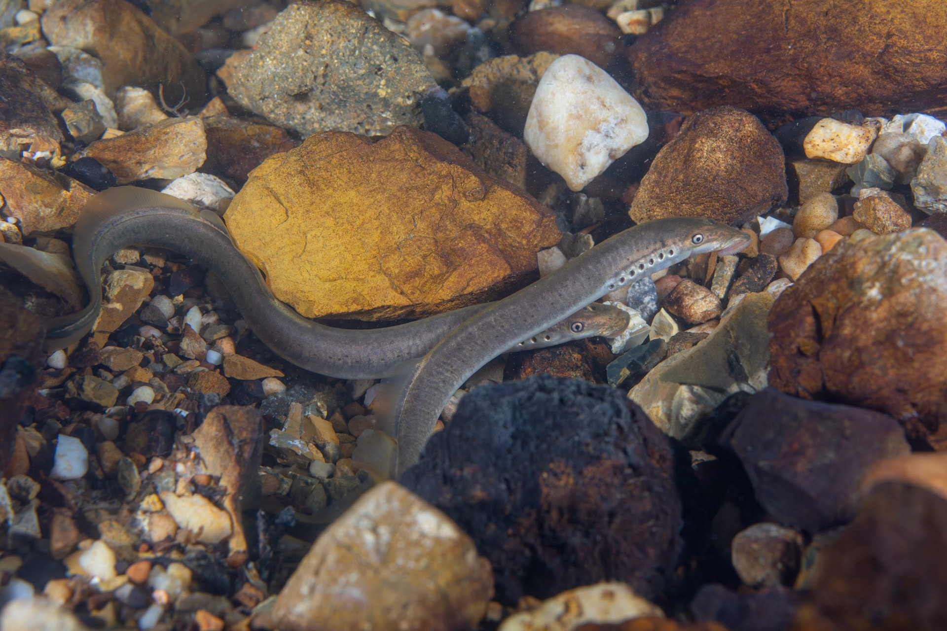Least Brook Lamprey (Lampetra aepyptera)