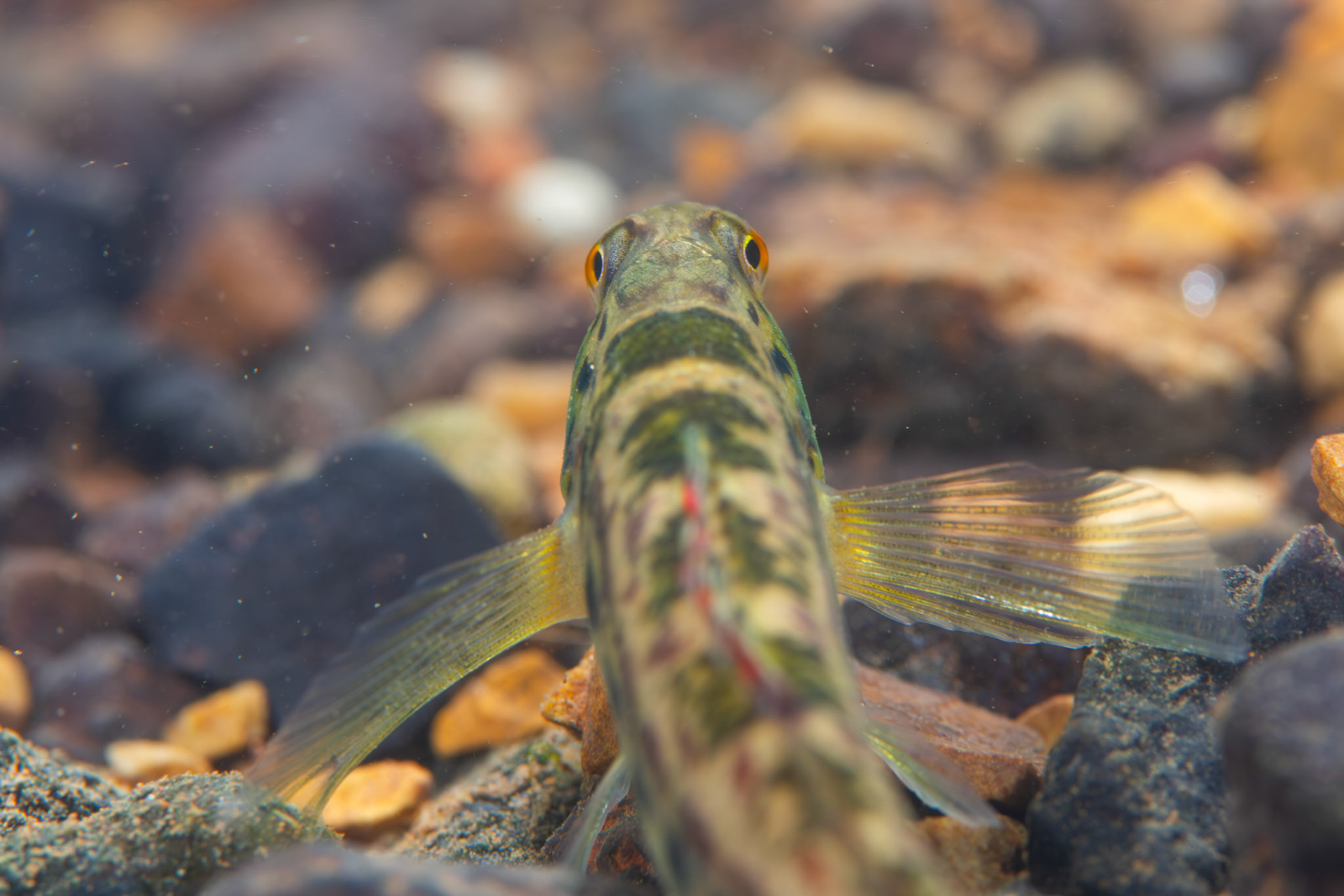 Birmingham Darter (Etheostoma birminghamense)
