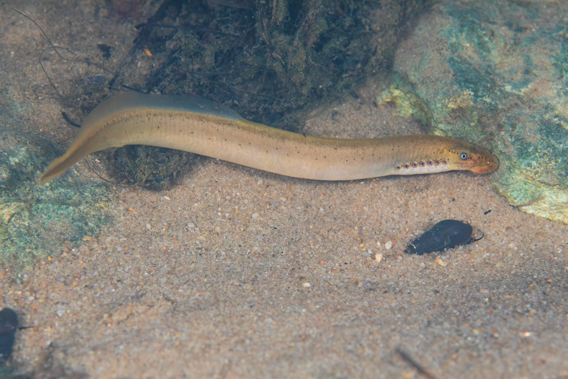 Southern Brook Lamprey