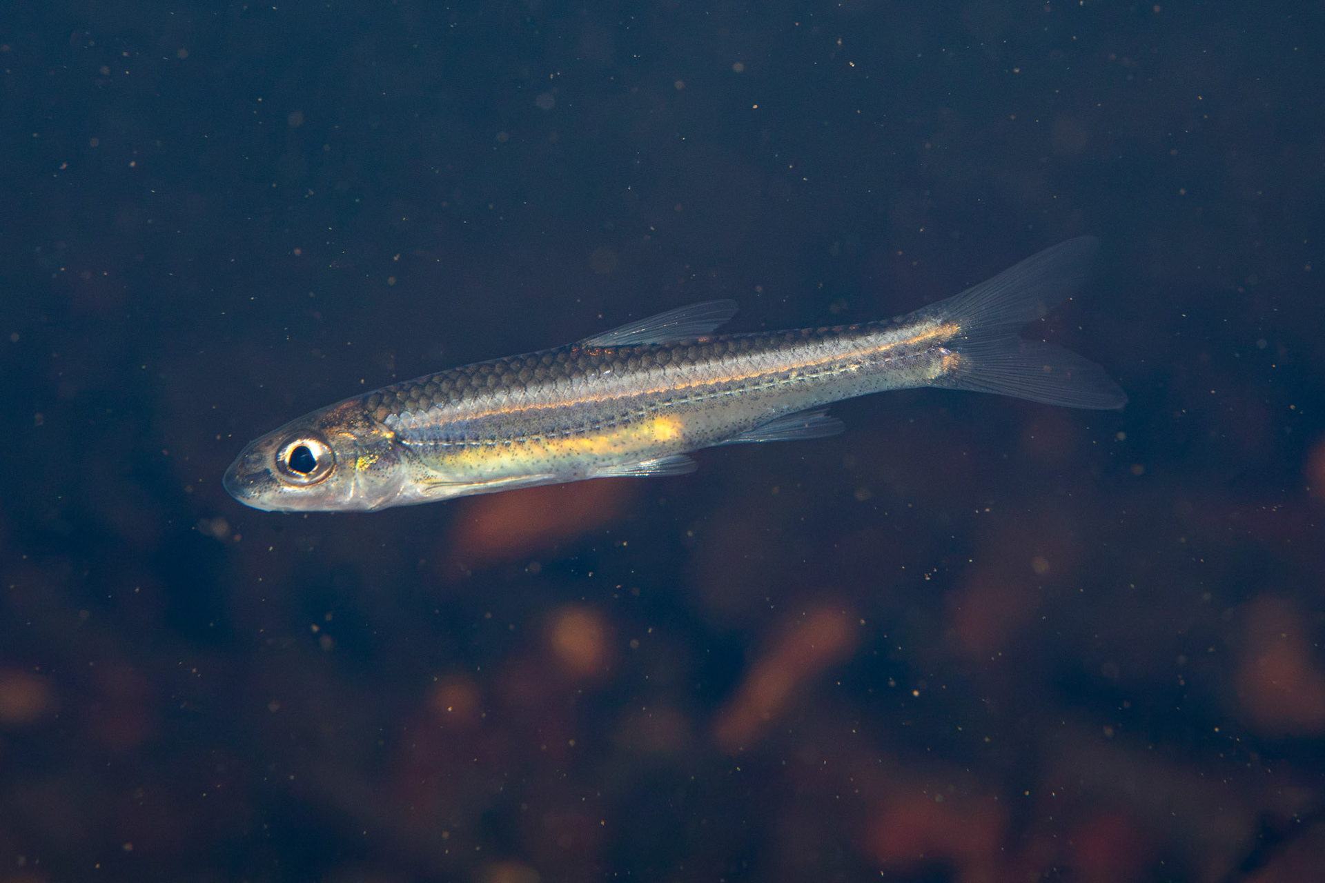 Bigeye Chub