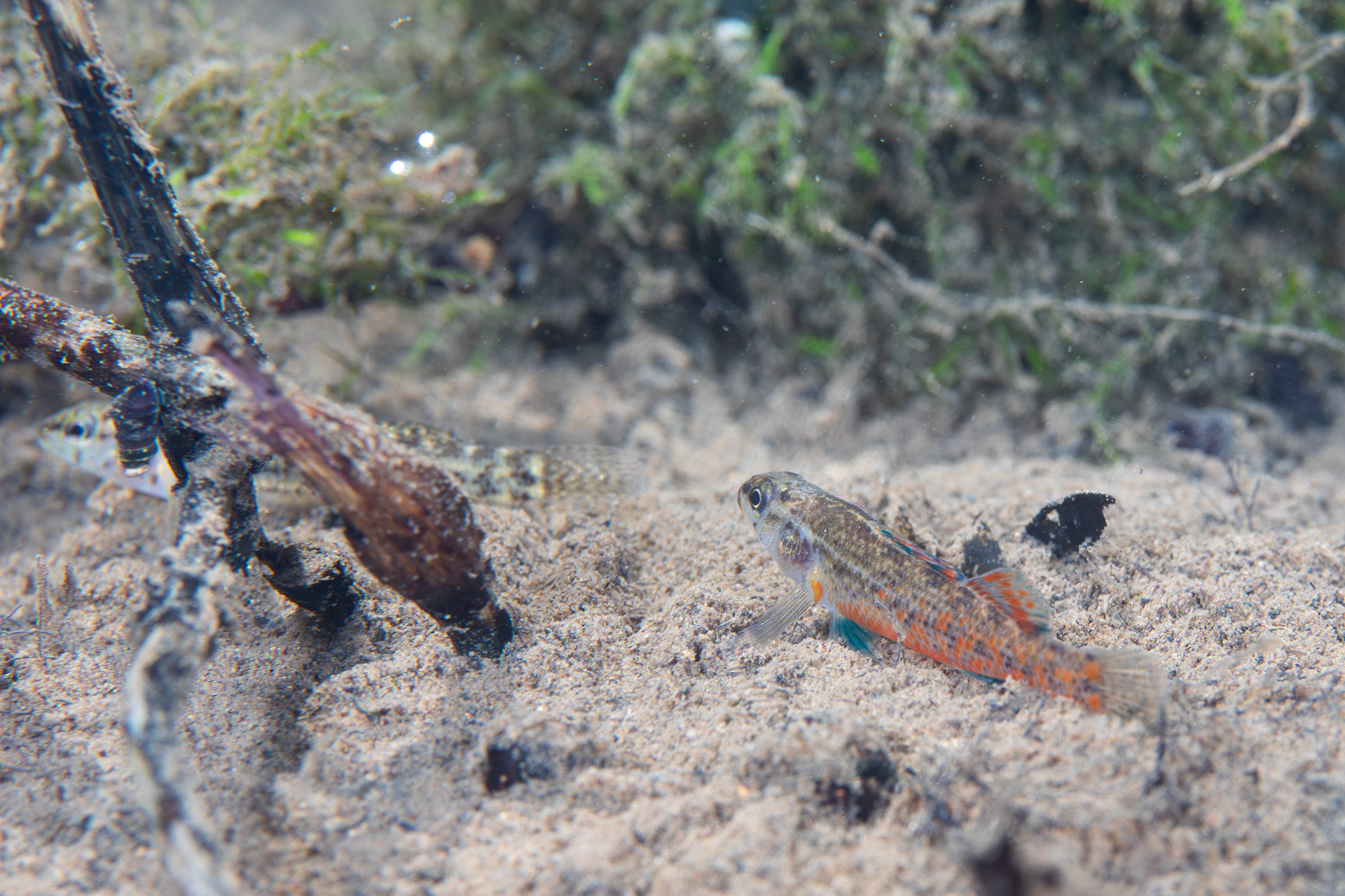 Watercress Darter (Etheostoma nuchale)