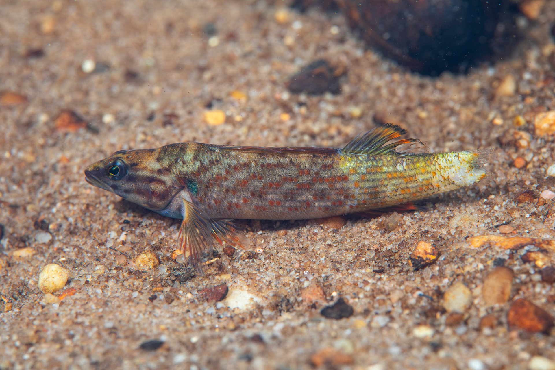 Redline Darter