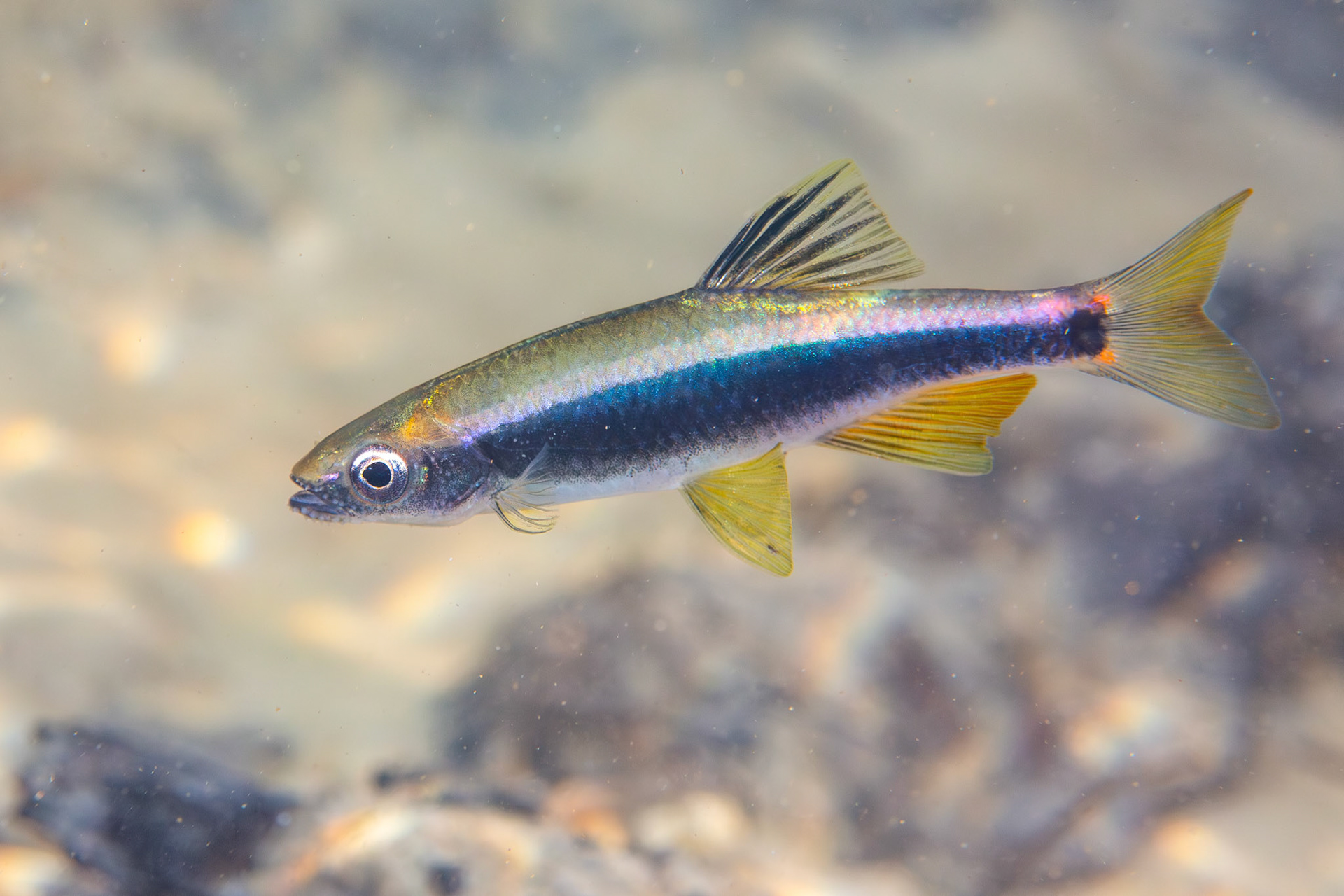Sailfin Shiner
