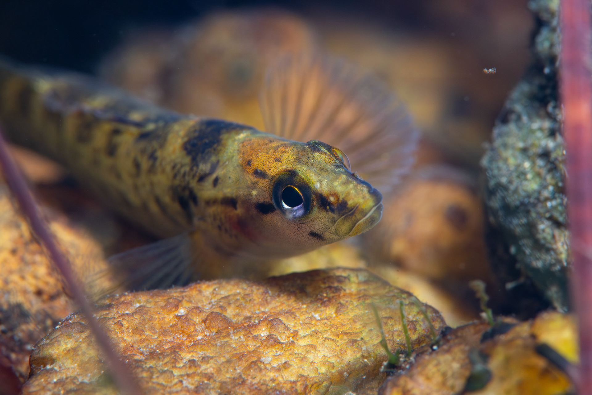 Greenbreast Darter