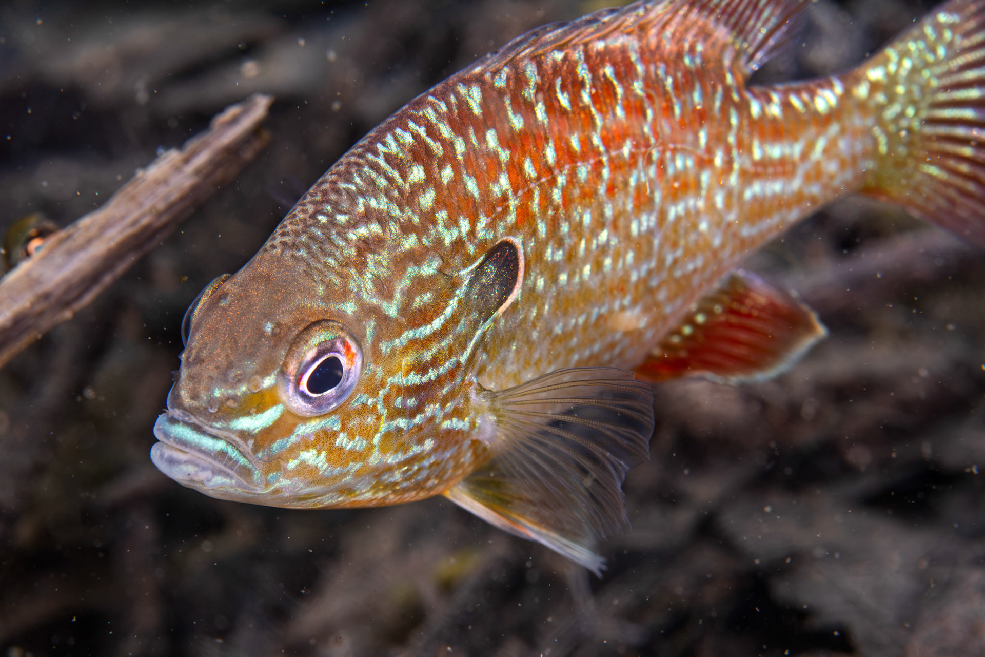 Dollar Sunfish