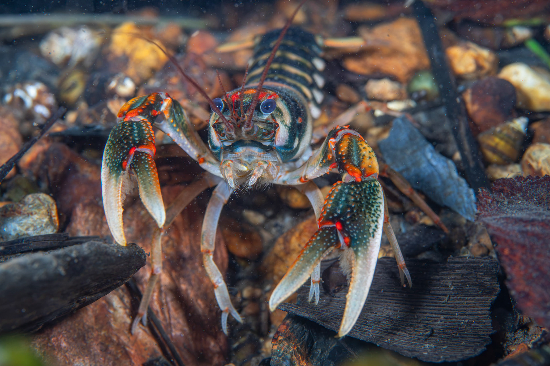 Coosa Crayfish