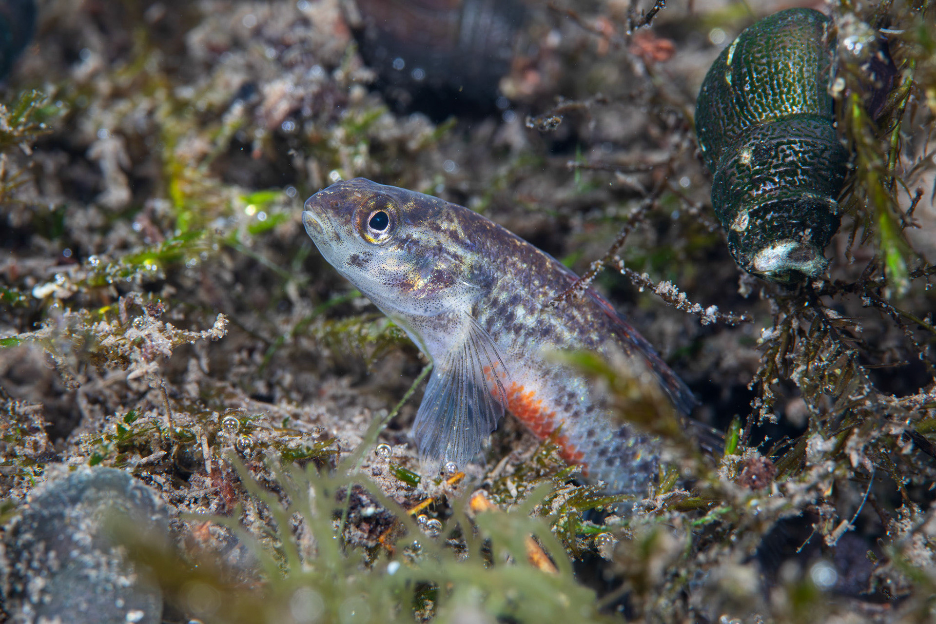 Watercress Darter (Etheostoma nuchale)