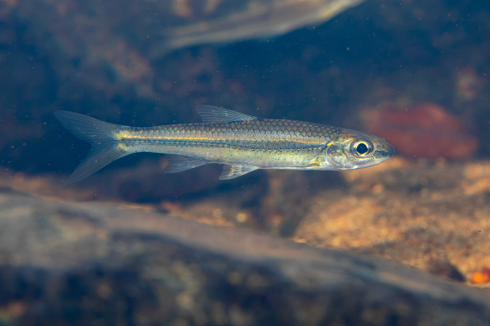 Bigeye Chub