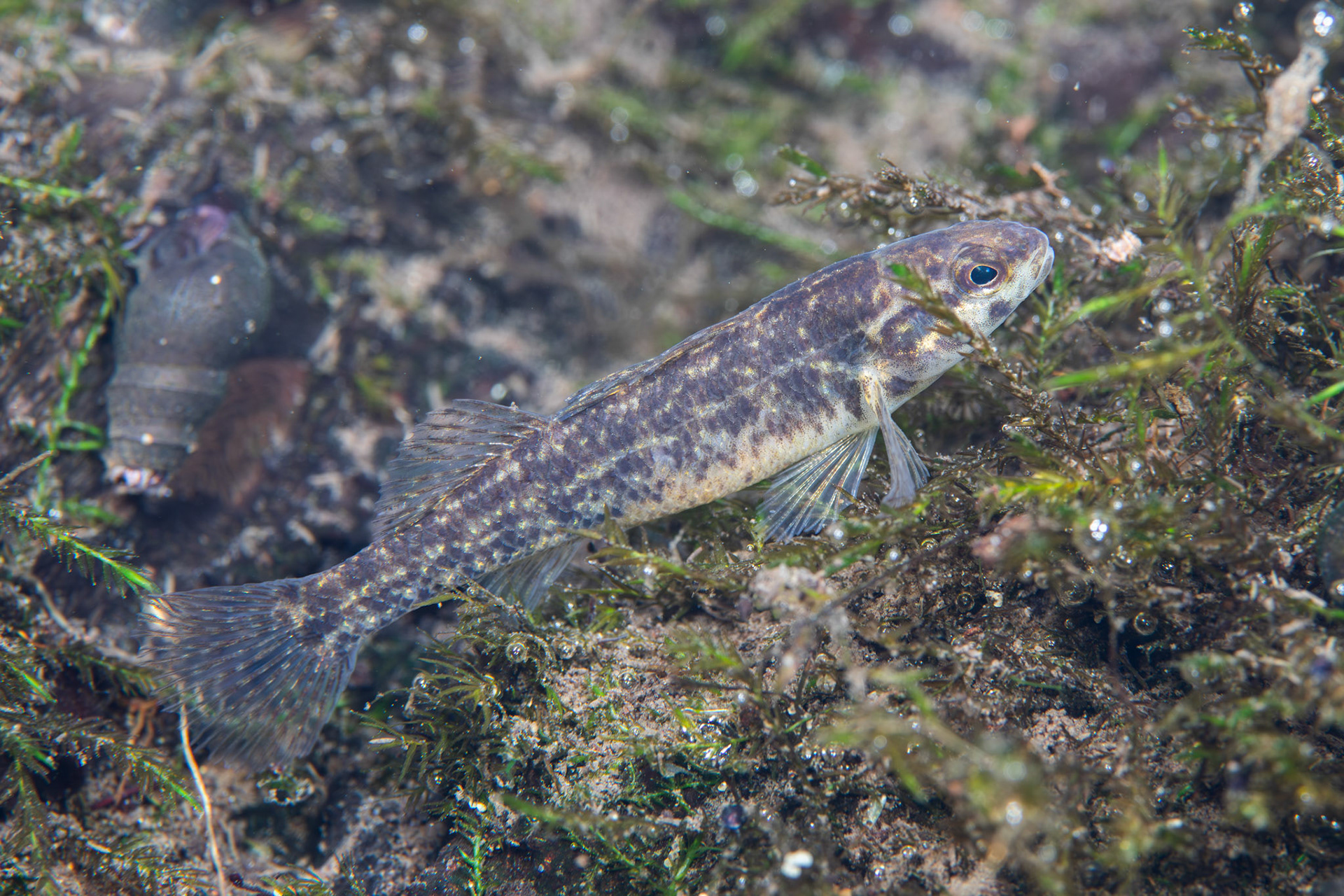 Watercress Darter (Etheostoma nuchale)
