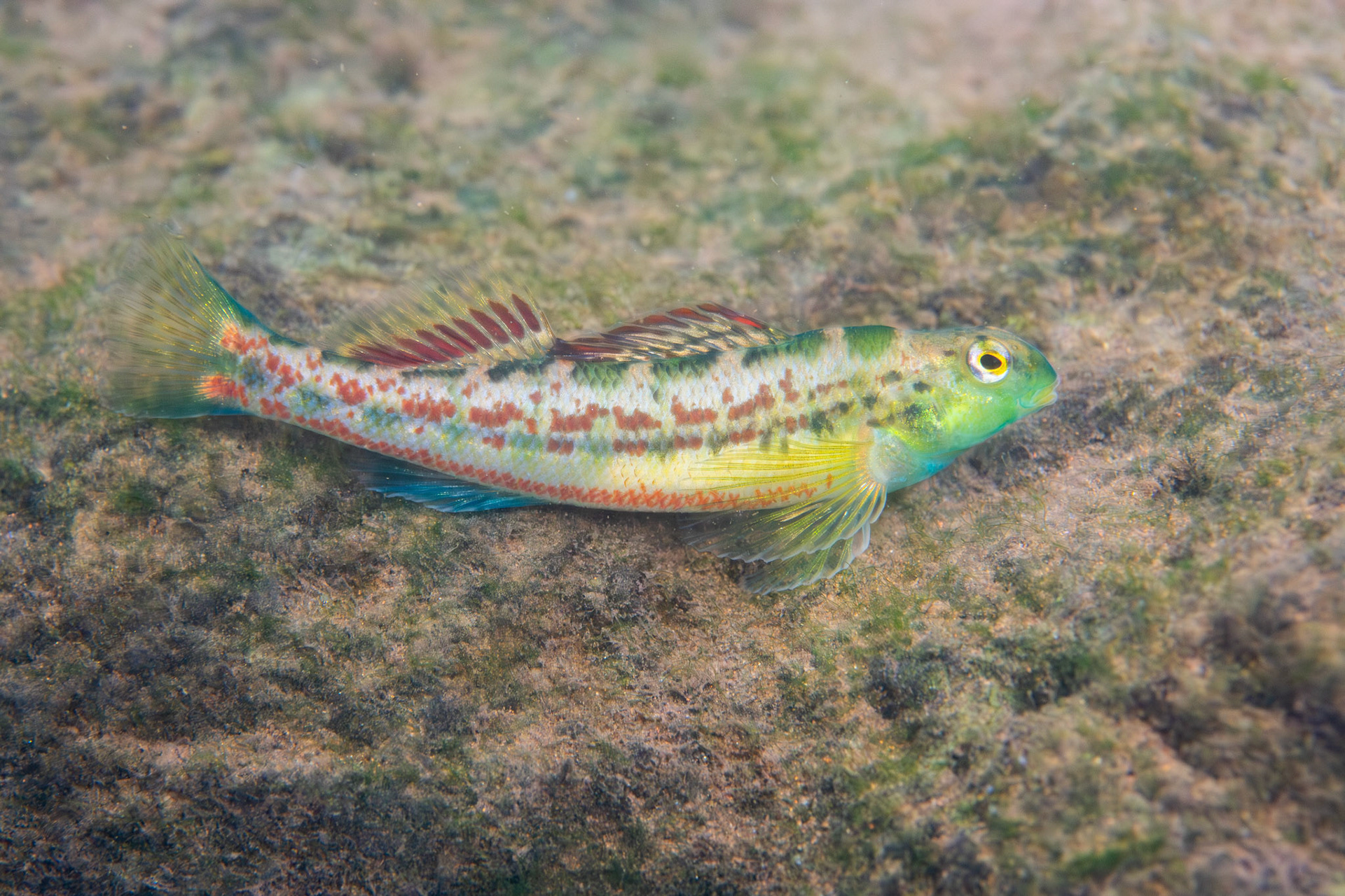 Birmingham Darter (Etheostoma birminghamense)