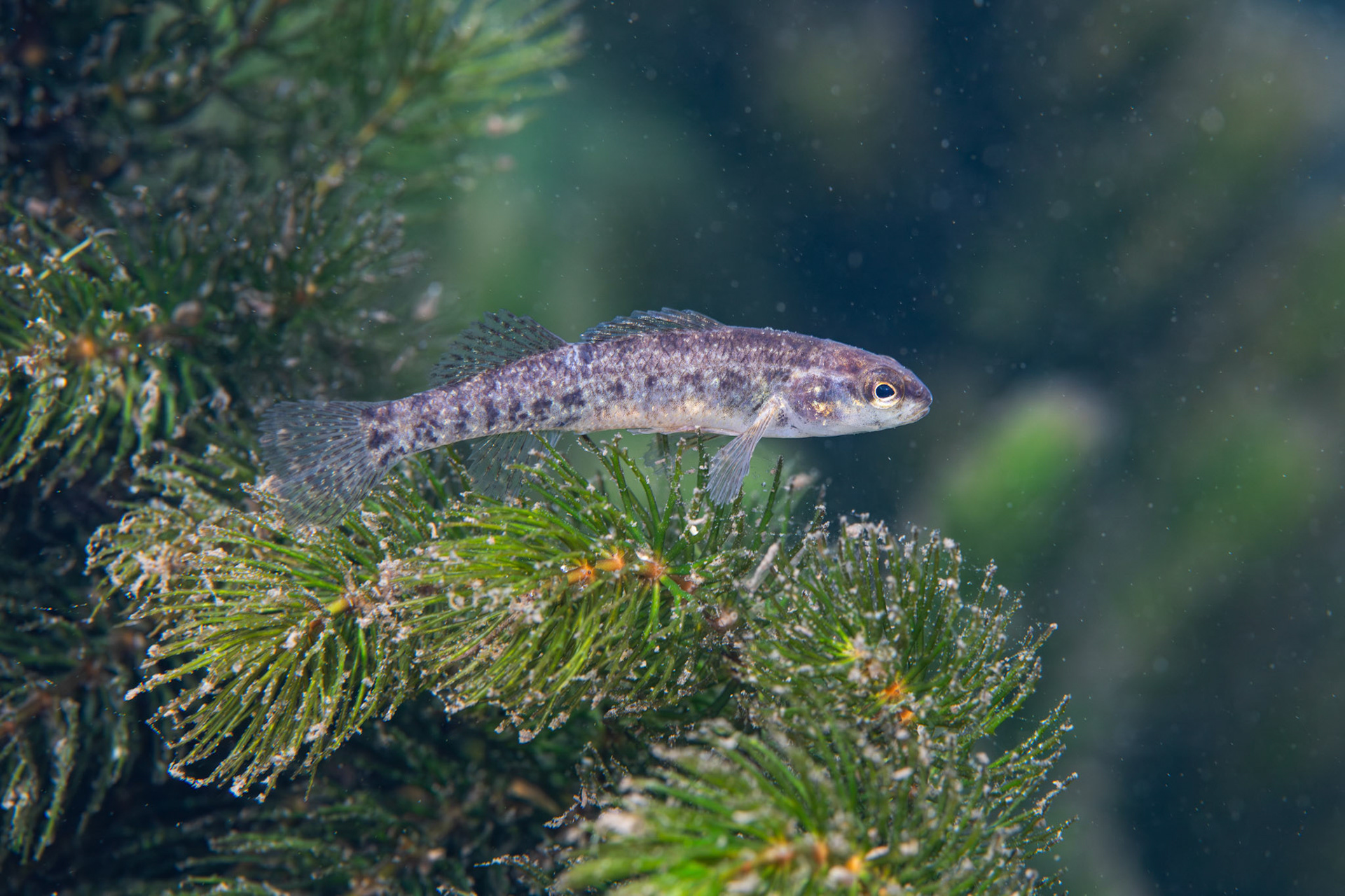 Watercress Darter