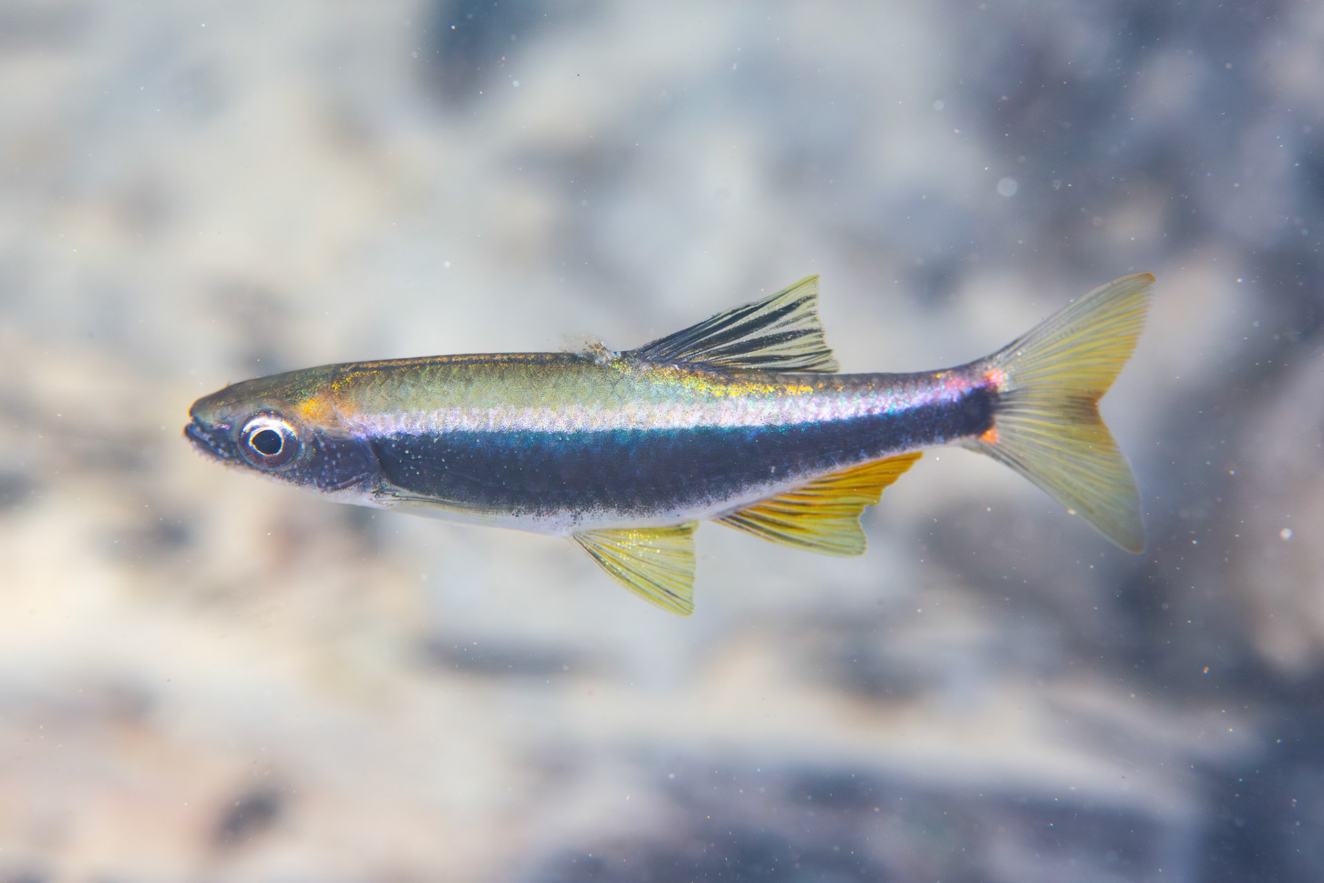 Sailfin Shiner