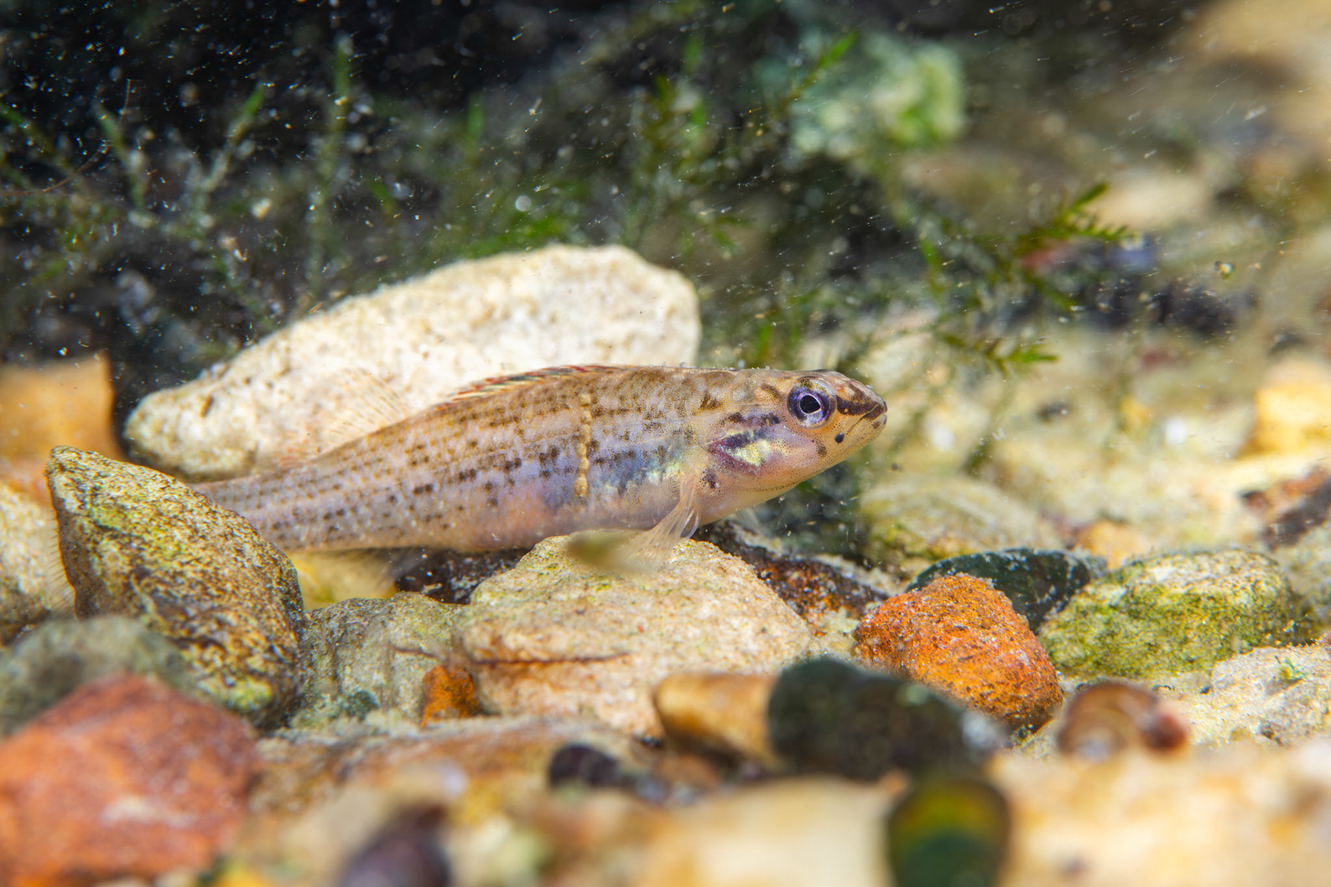 Gulf Darter