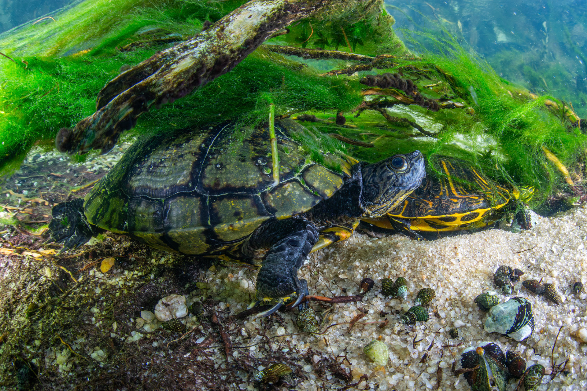Pond and Yellow-bellied Sliders