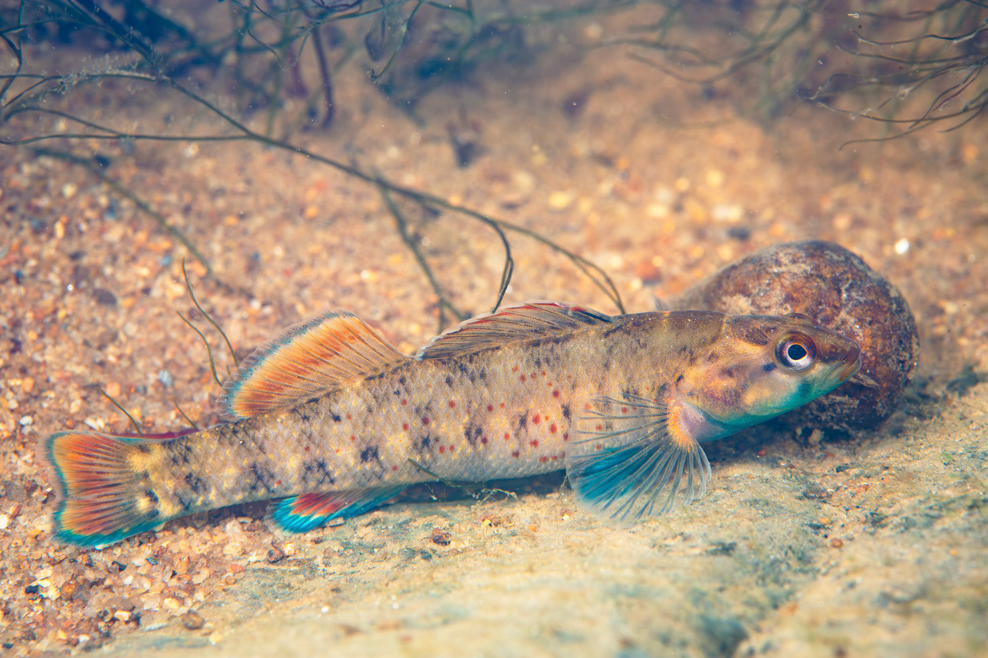 Lipstick Darter