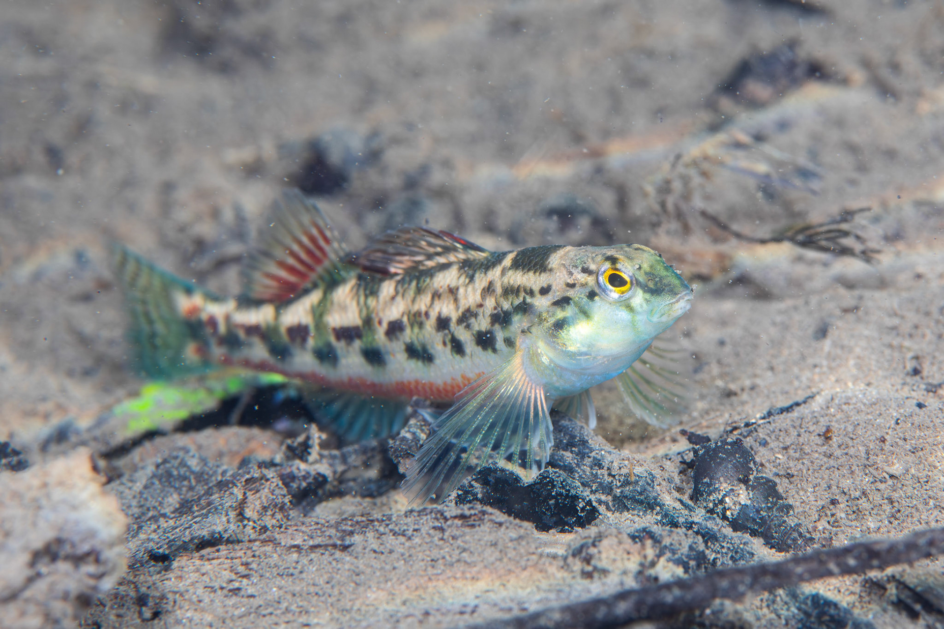 Vermillion Darter (Etheostoma chermocki)