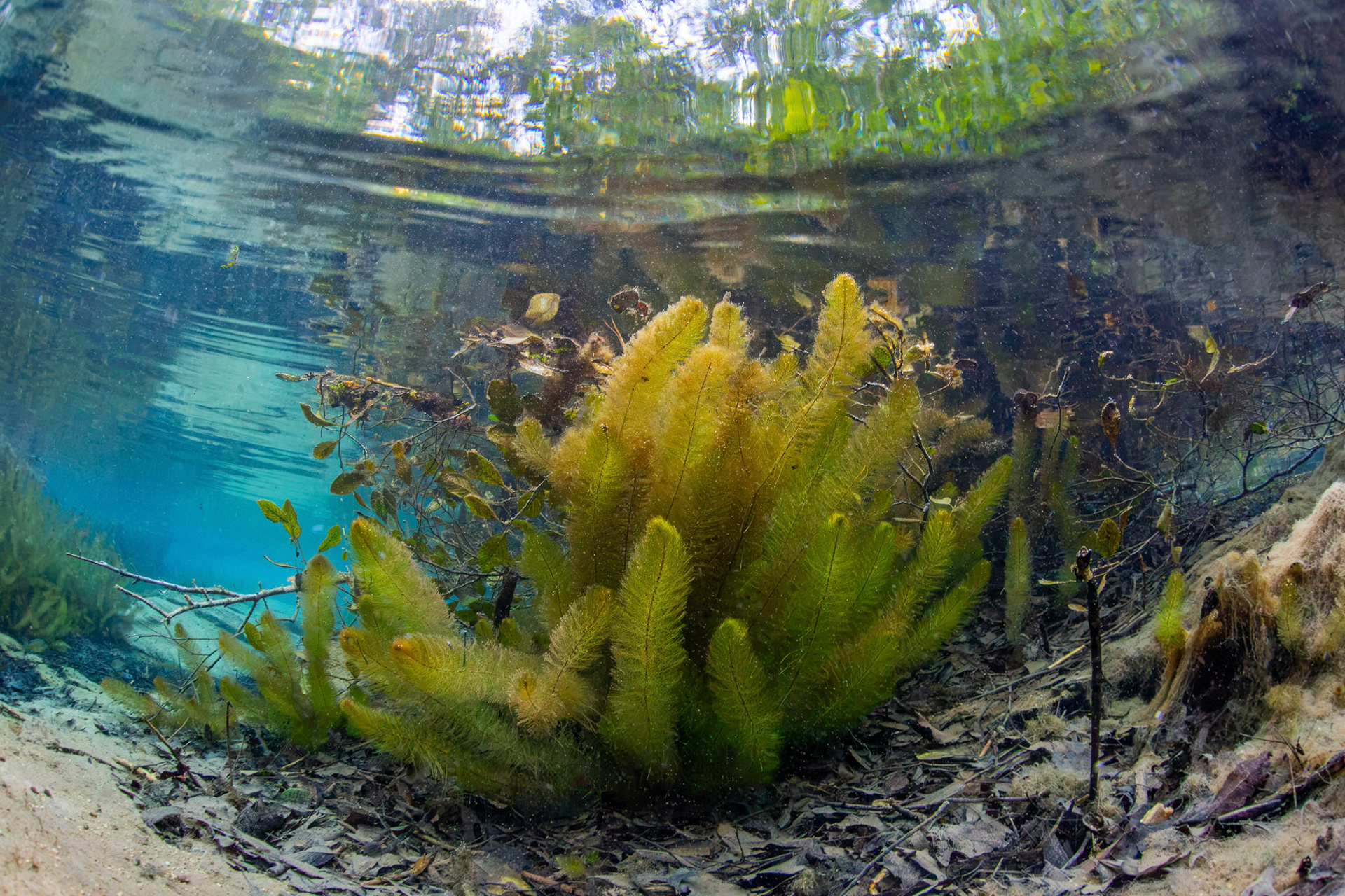 Milfoil