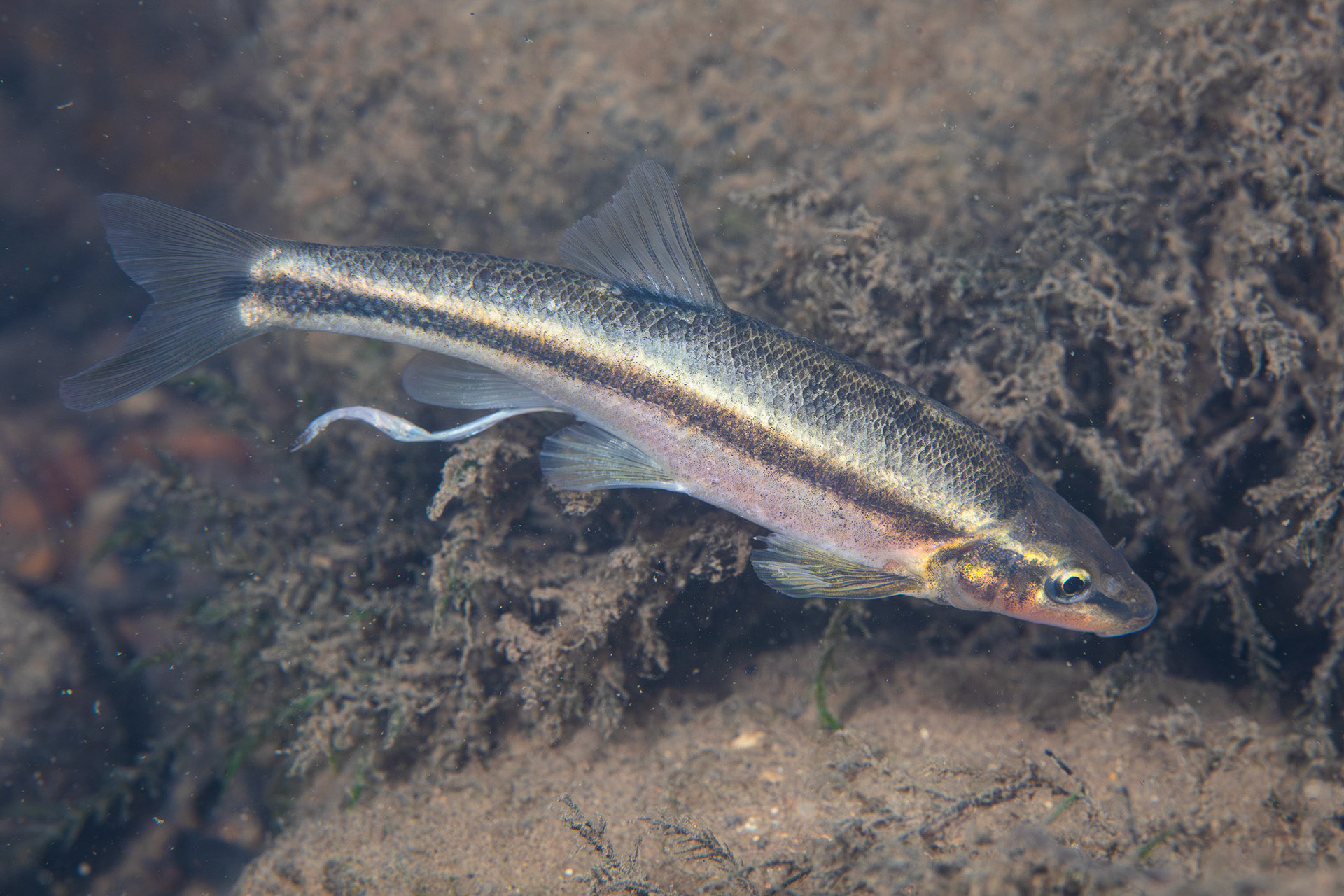 Western Blacknose Dace