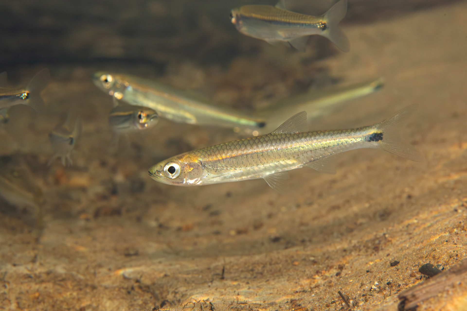 Alabama Shiner