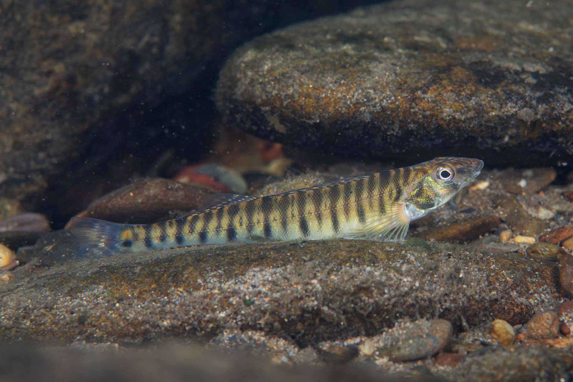 Common Logperch