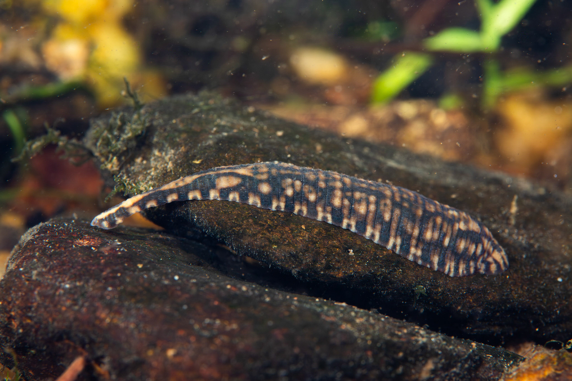 Smooth Turtle Leech