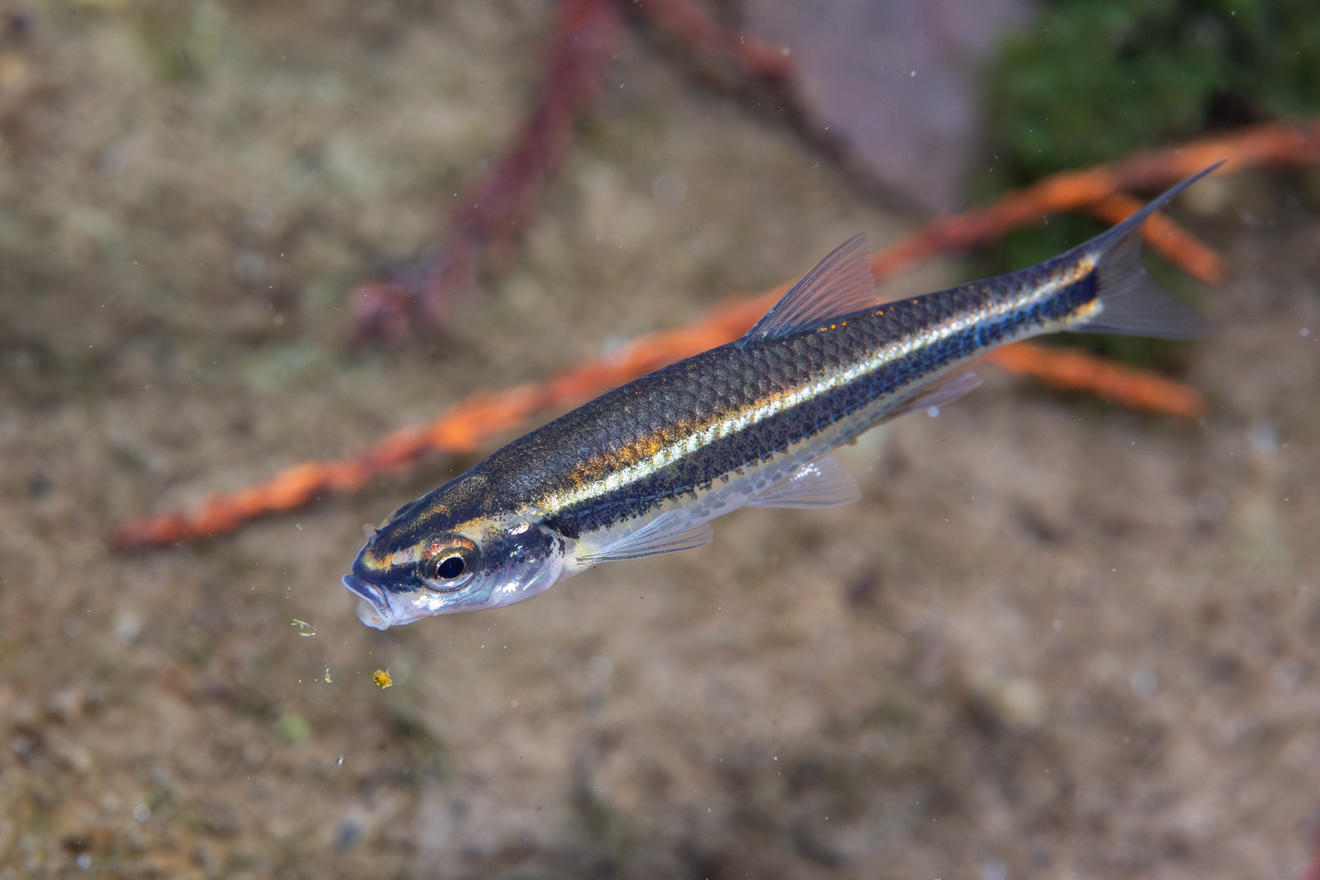 Redeye Chub