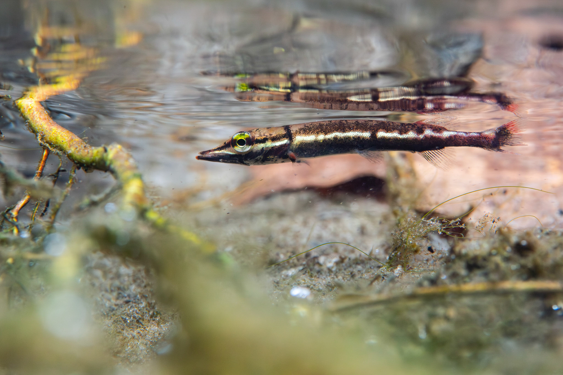 Redfin Pickerel