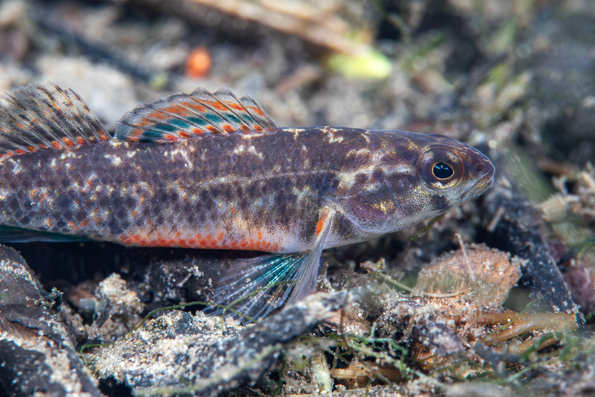 Watercress Darter