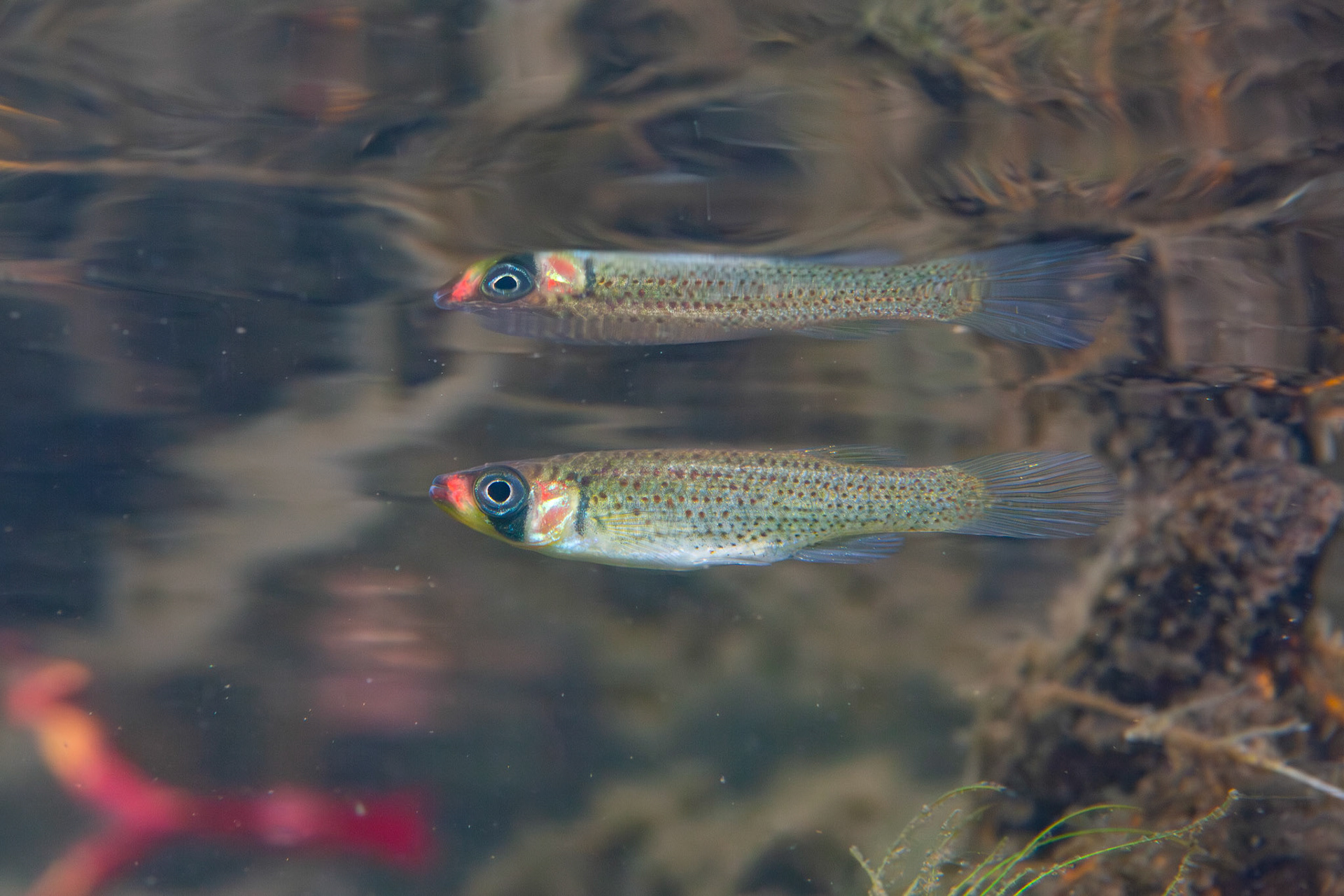 Russetfin Topminnow (Fundulus escambiae)
