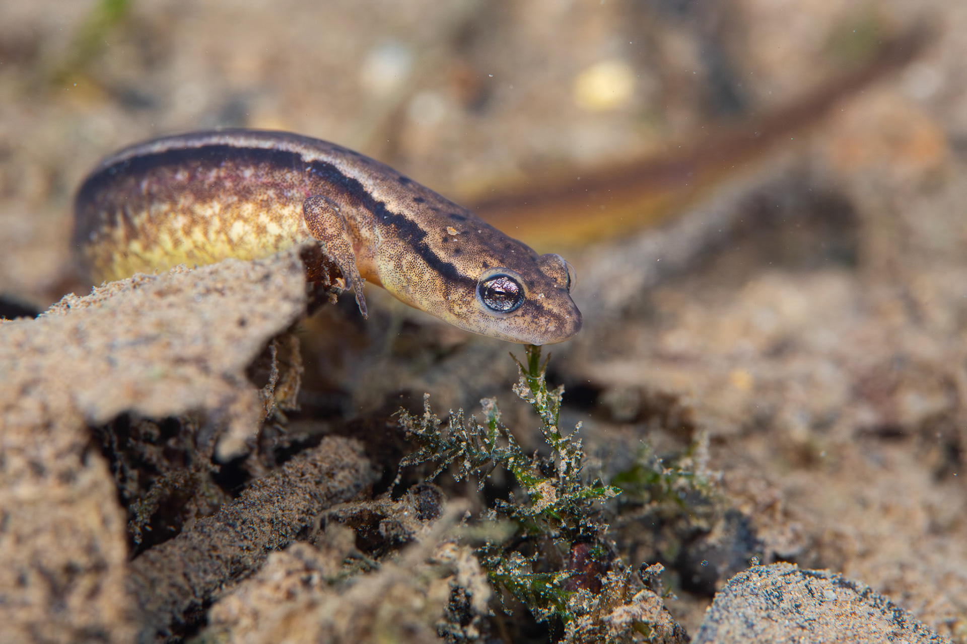 Two-lined Salamander