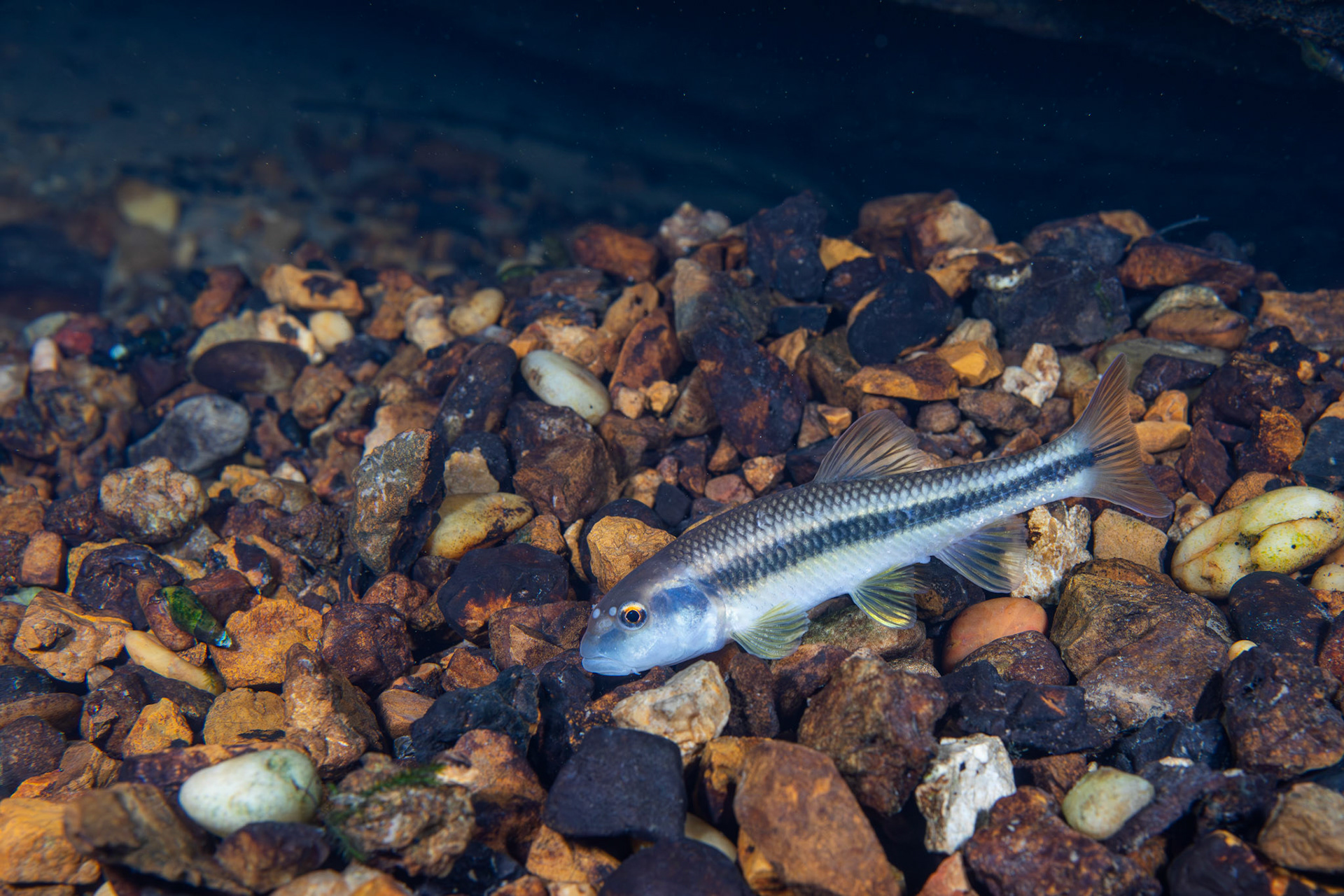 Bluehead Chub