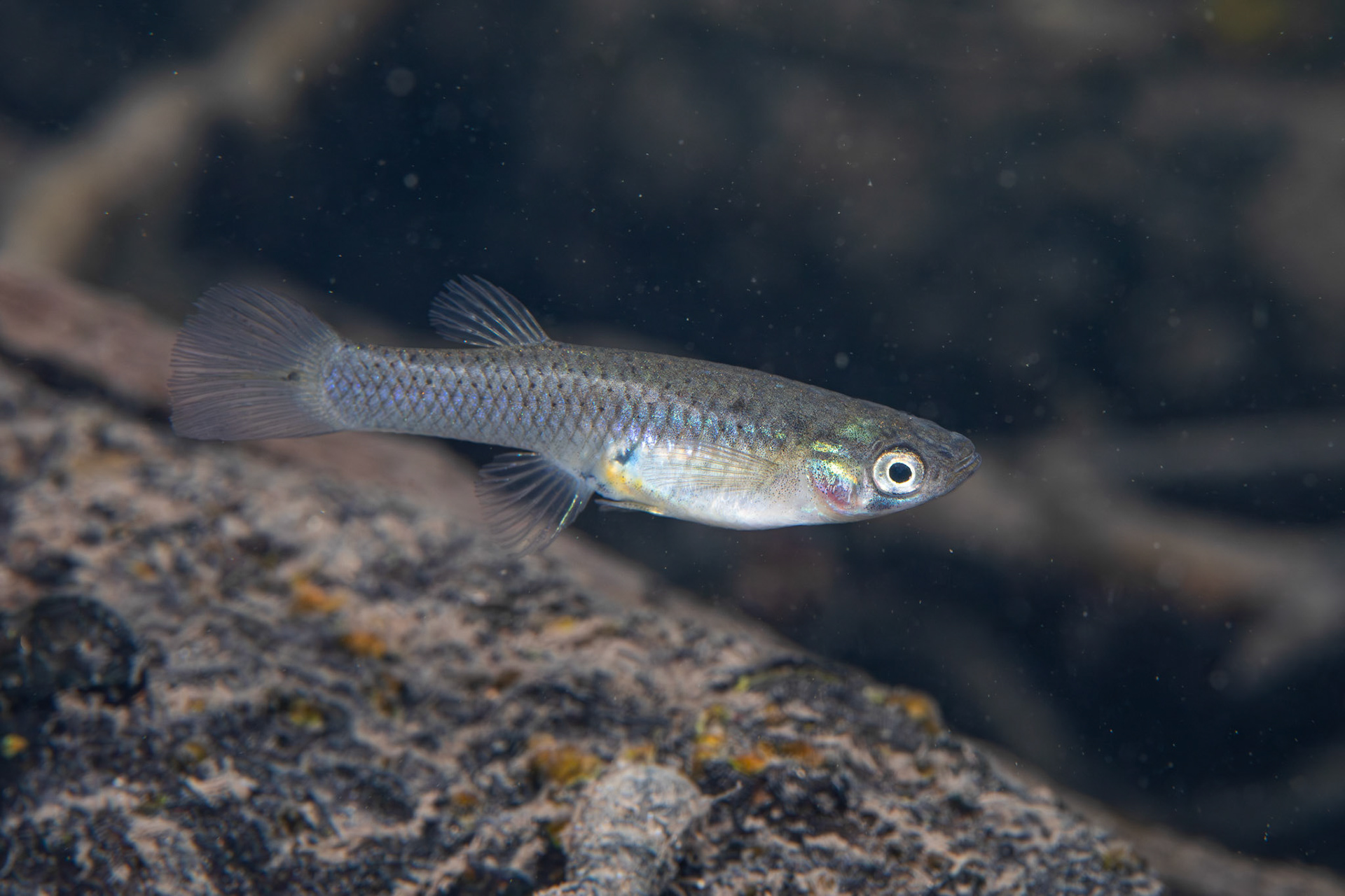 Western Mosquitofish