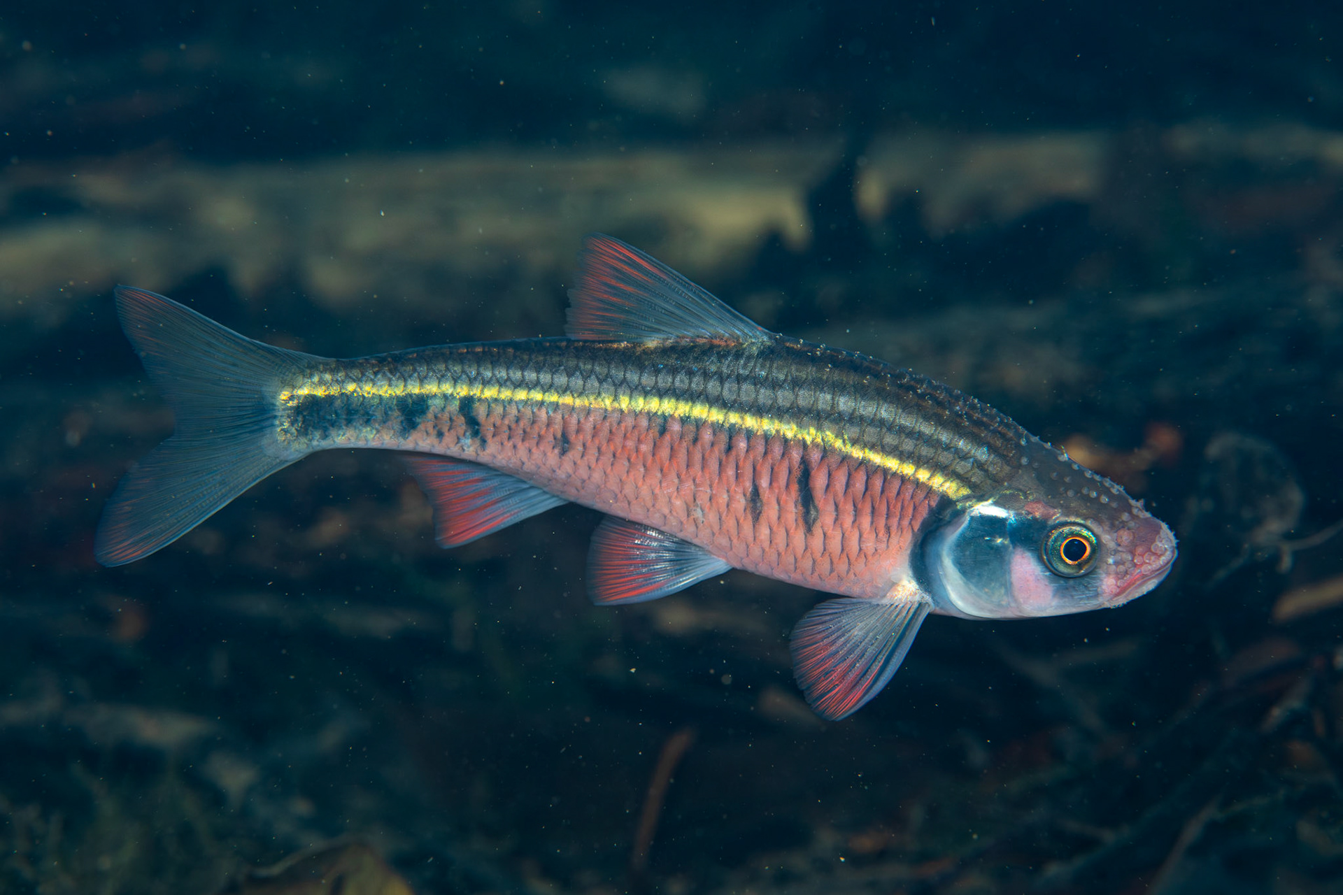 Southern Striped Shiners