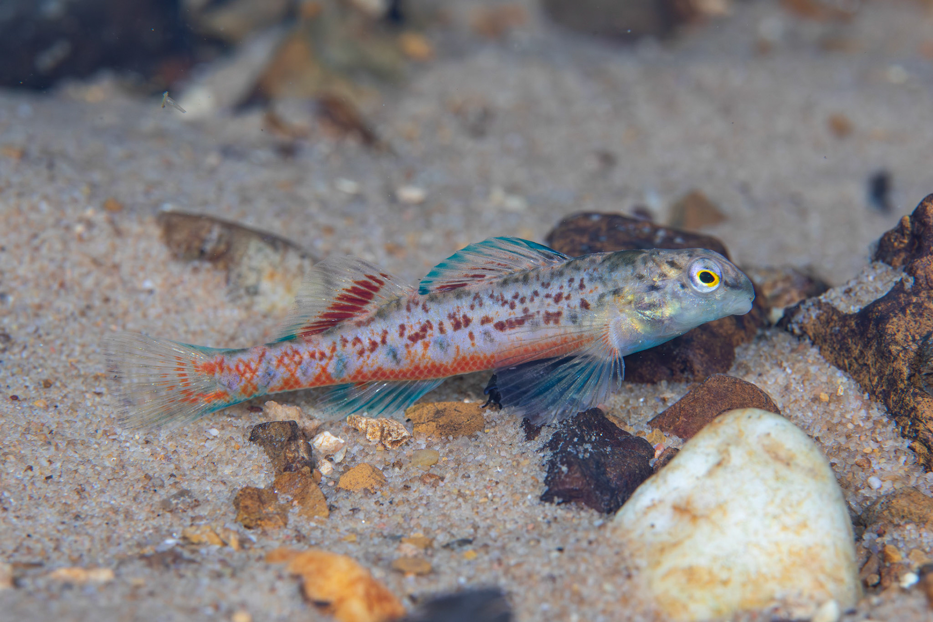 Tombigbee Darter