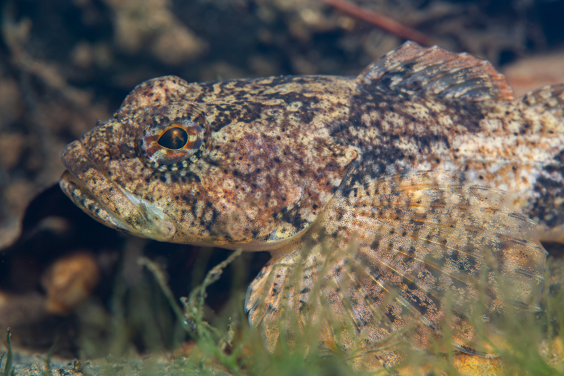 Banded Sculpin