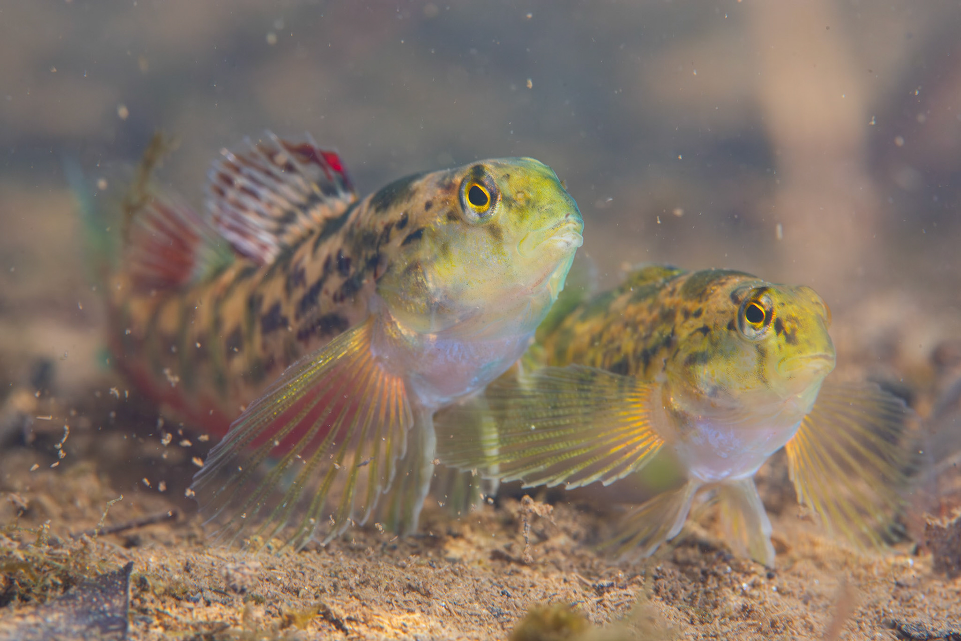 Vermilion darter (Etheostoma chermocki)