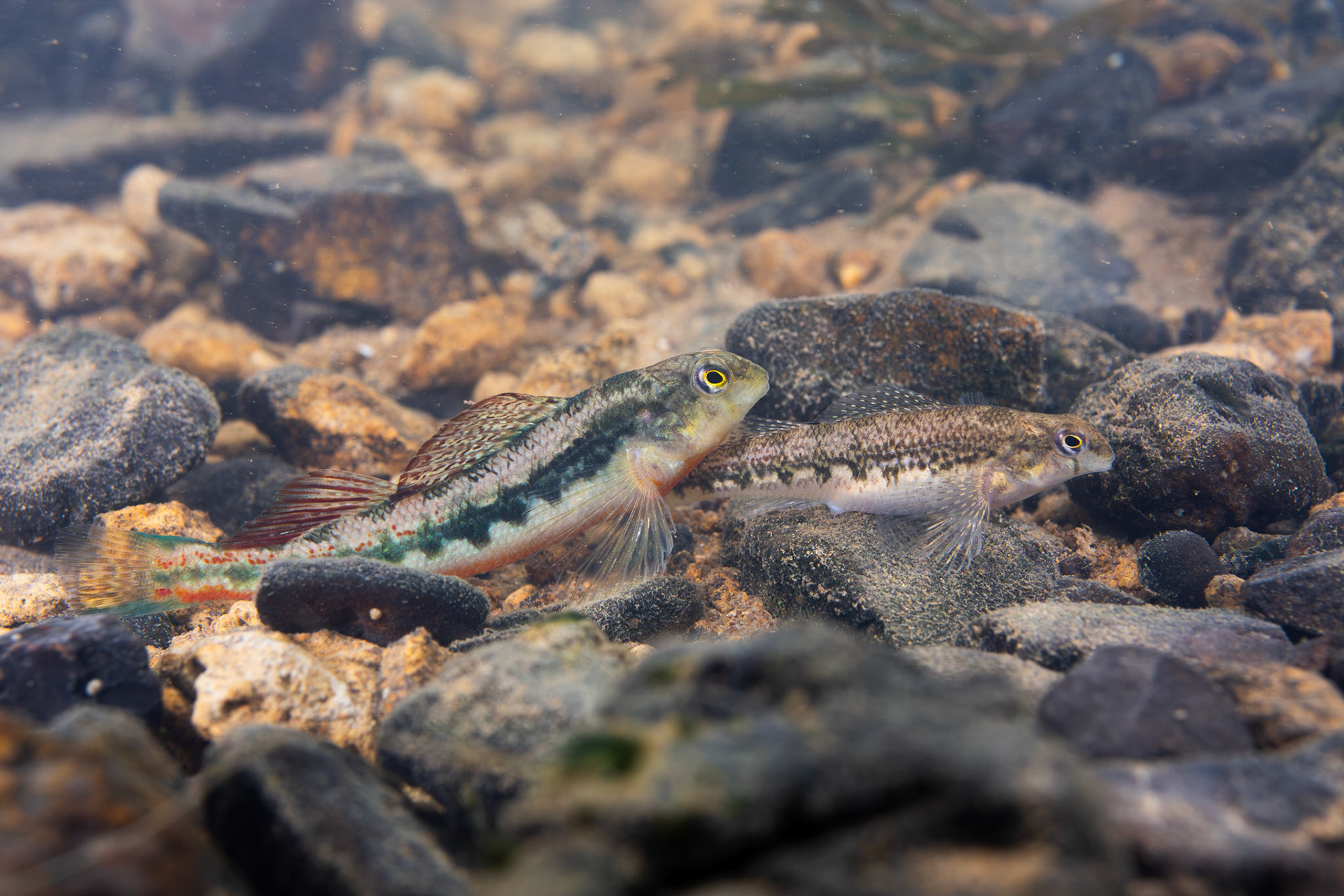 Blacksided Snubnose Darter