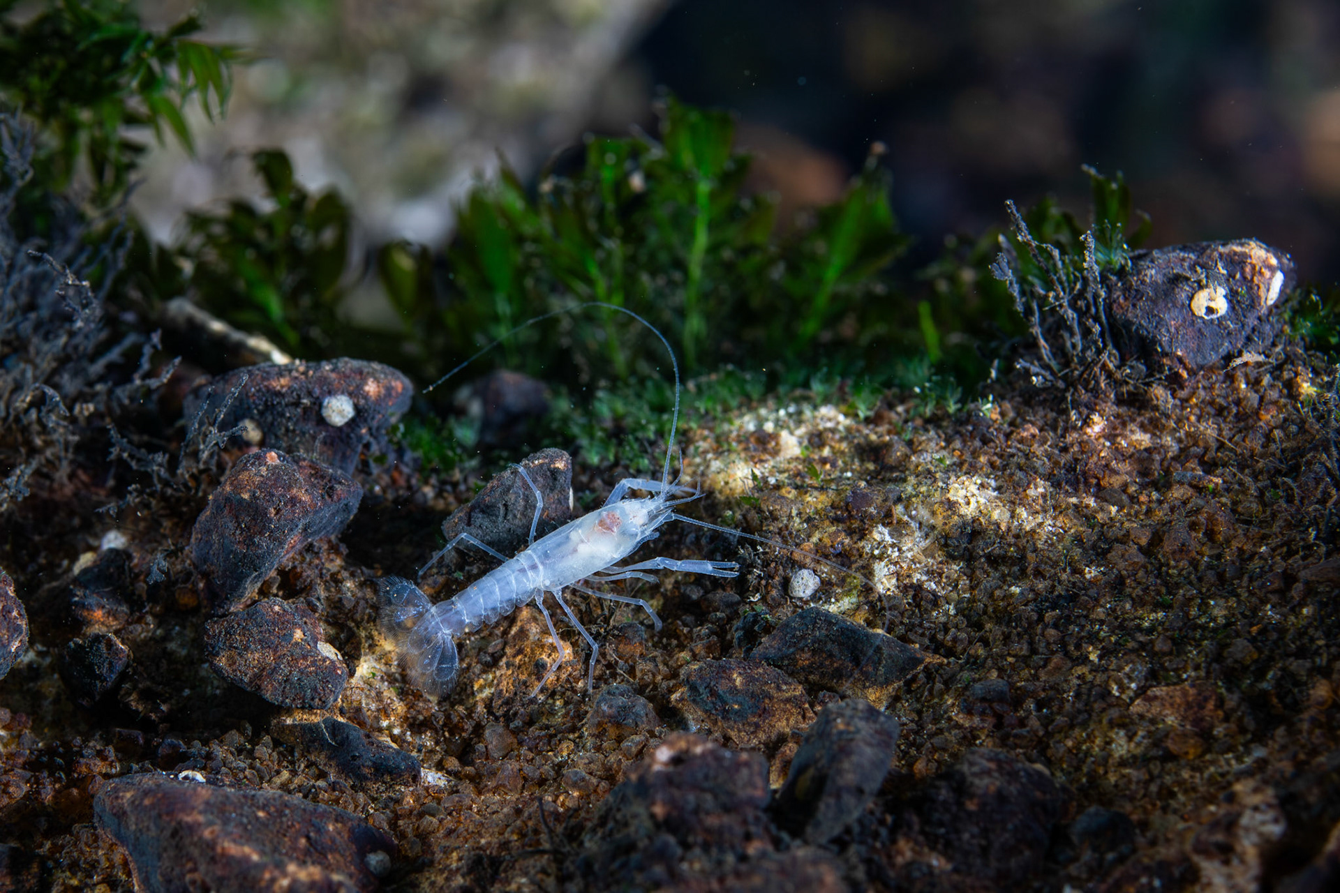 Prickly Cave Crayfish (Cambarus hamulatus)
