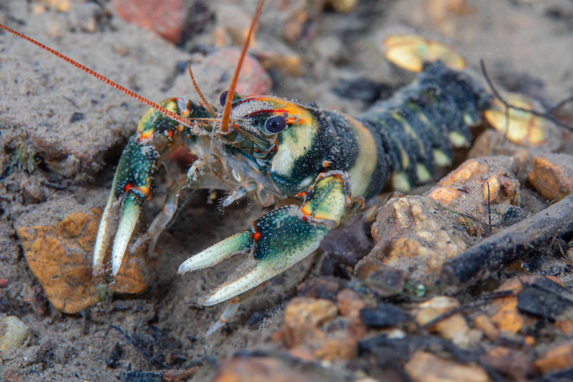 Coosa Crayfish