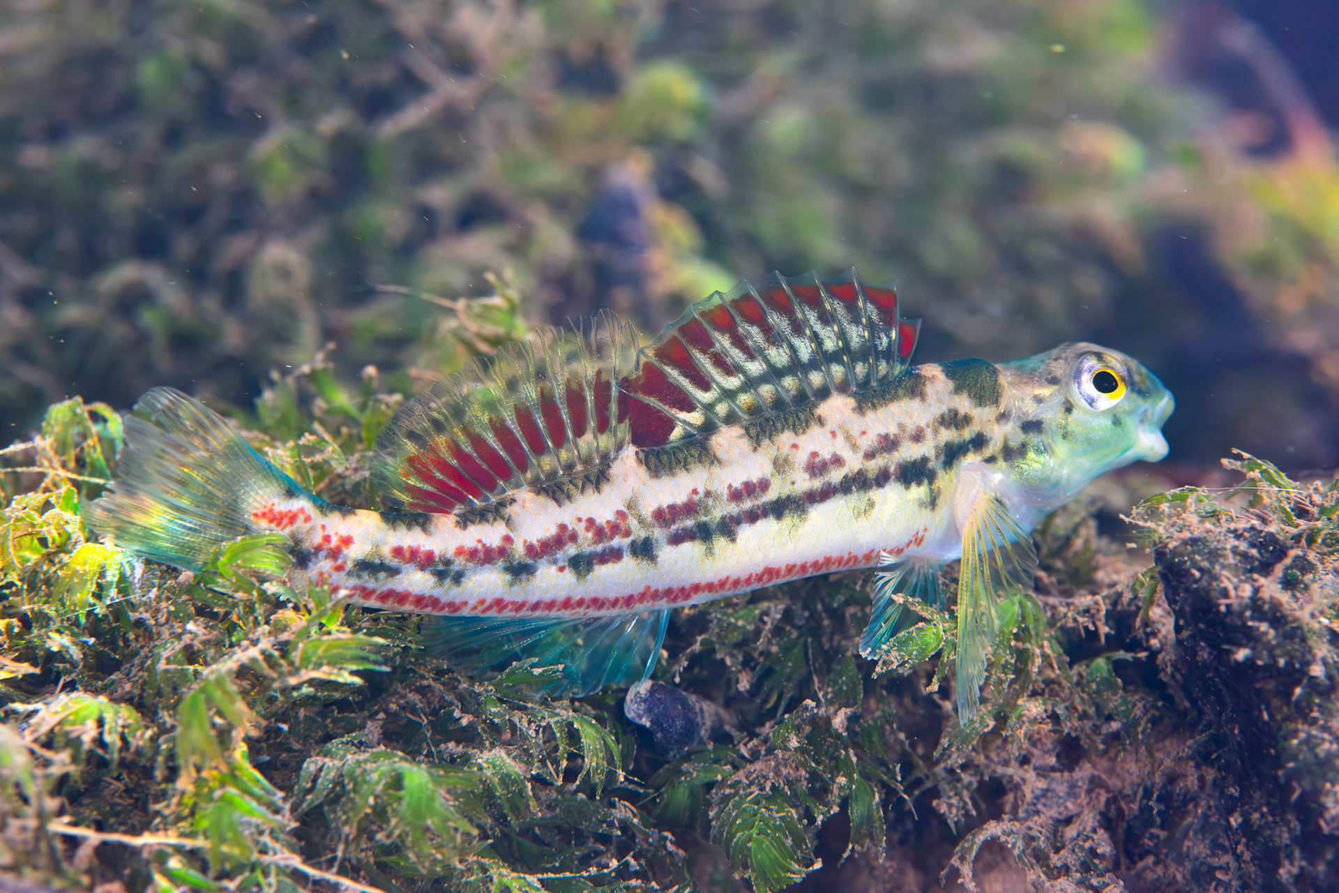 Birmingham Darter (Etheostoma birminghamense)