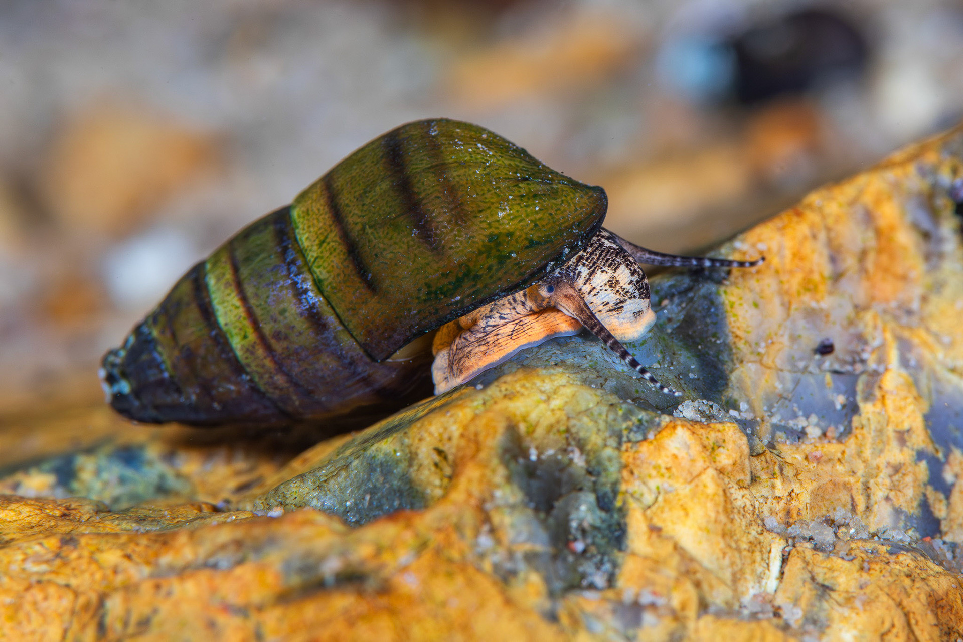 Elimia sp.