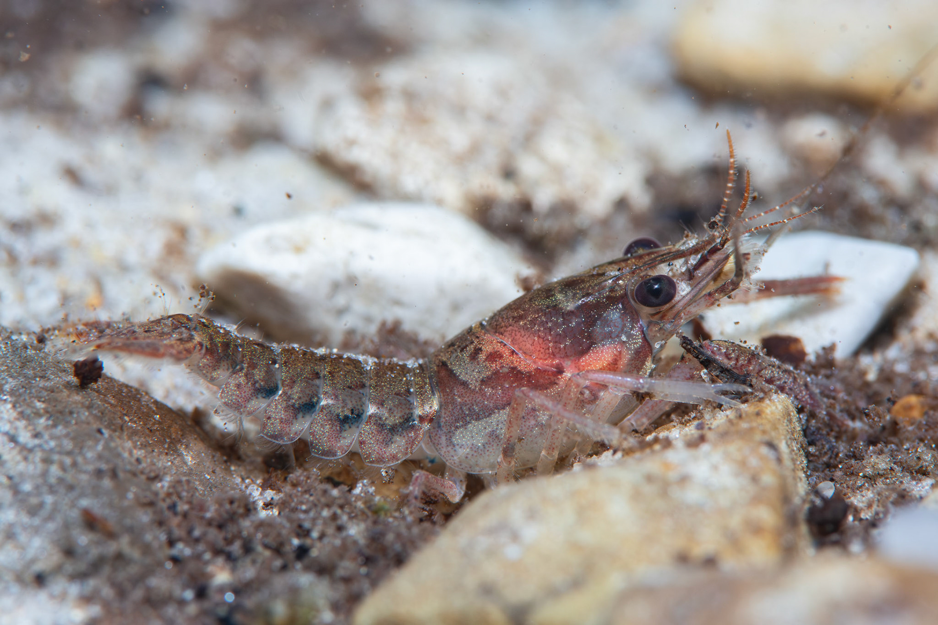 Sly Crayfish (Procambarus versutus)