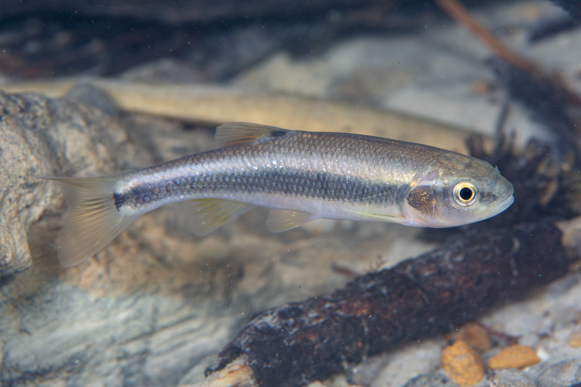 Dixie Chub