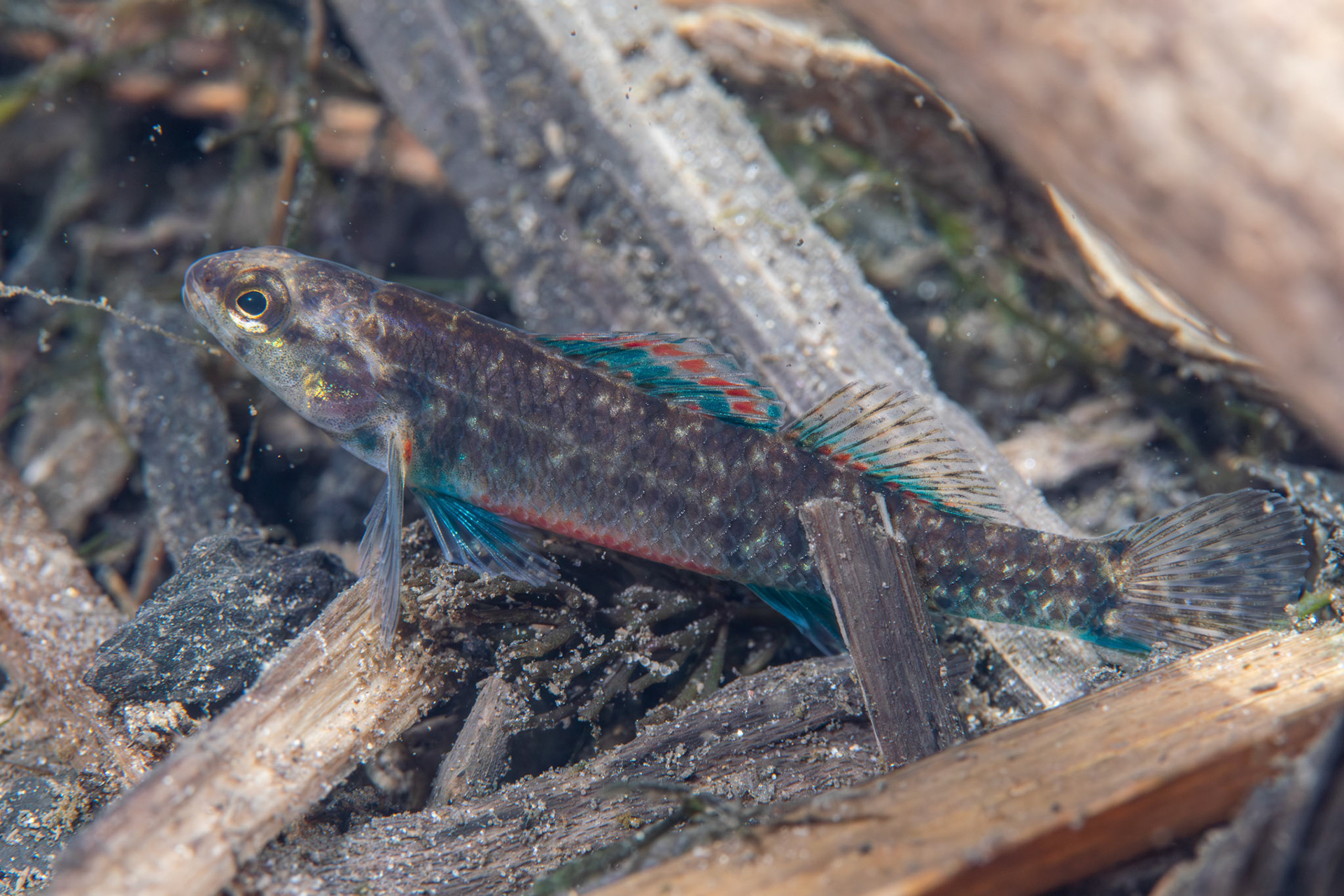 Watercress Darter