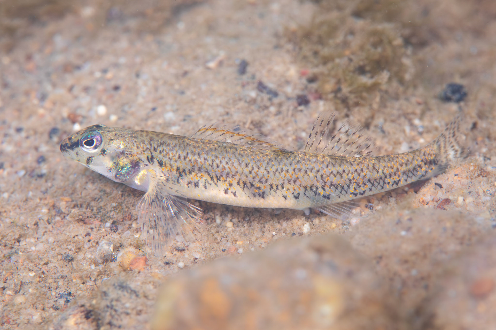 Speckled Darter