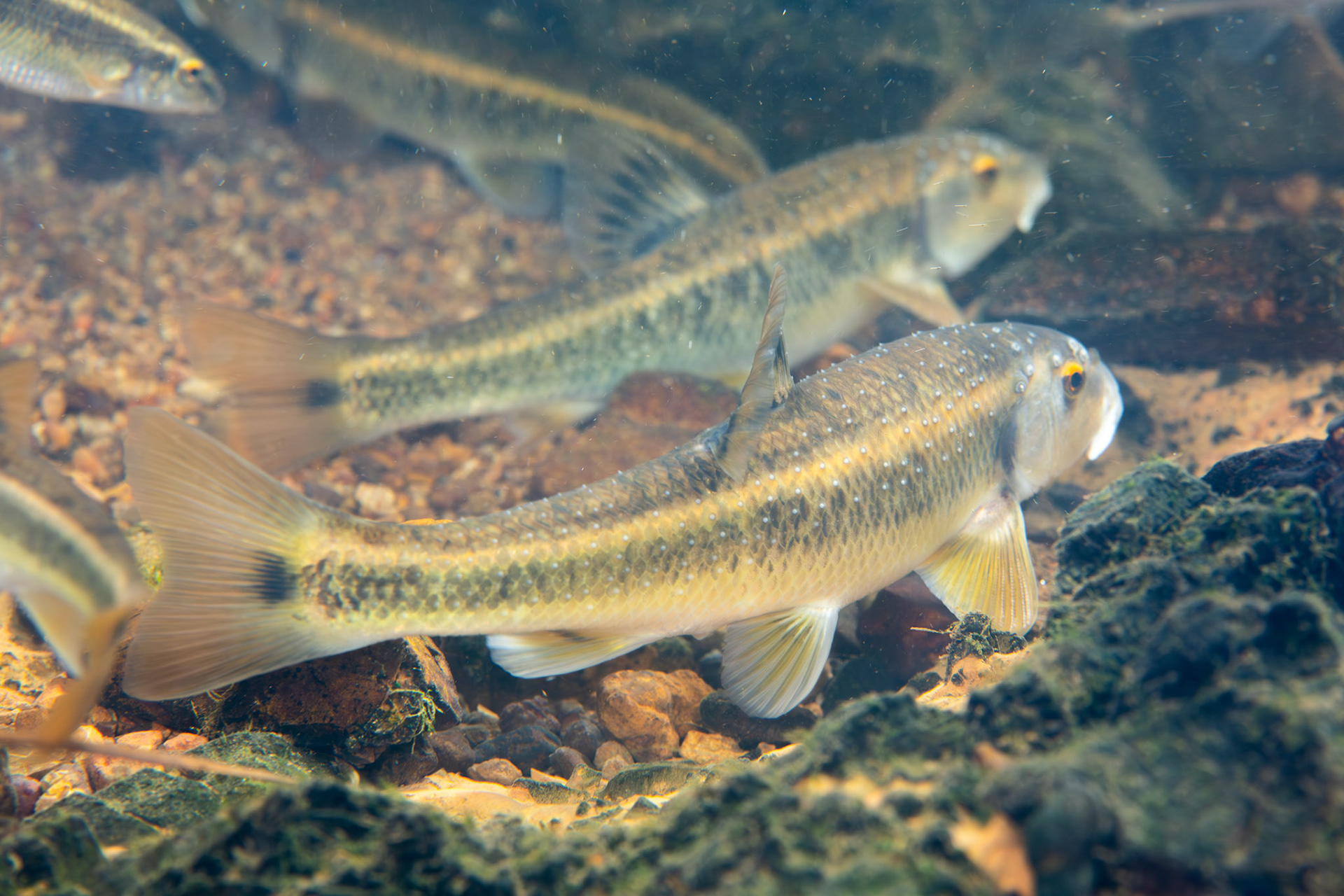 Largescale Stoneroller (Campostoma oligolepis)