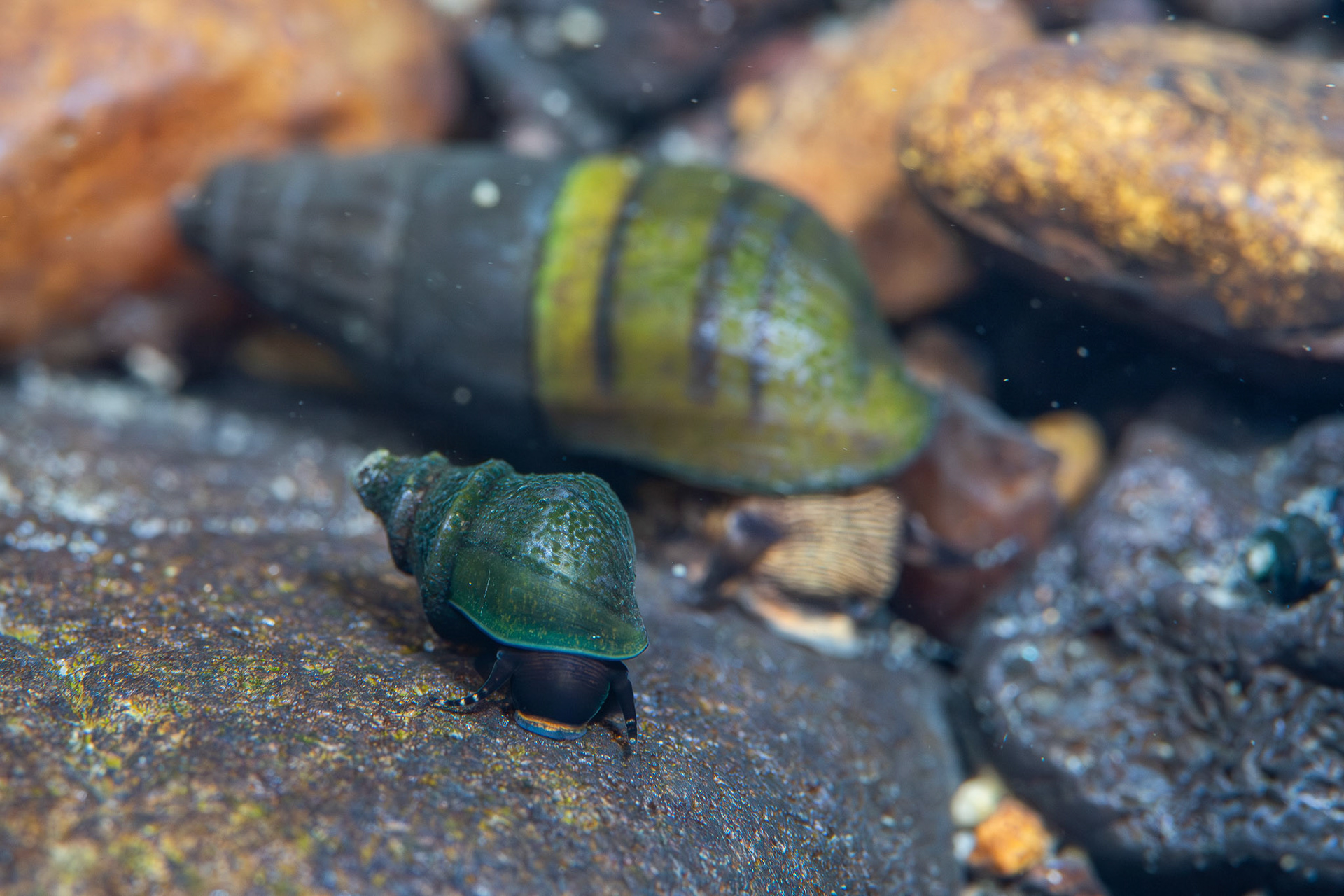 Elimia Snails