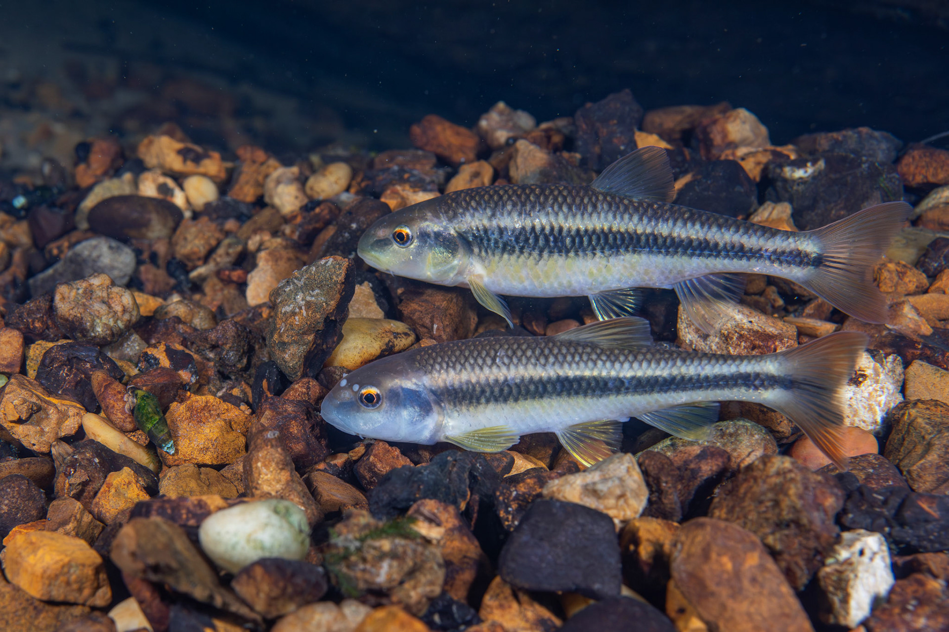 Bluehead Chub