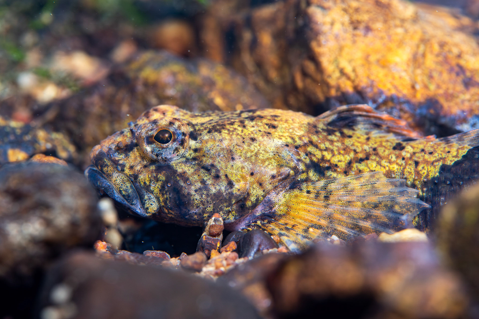 Banded Sculpin